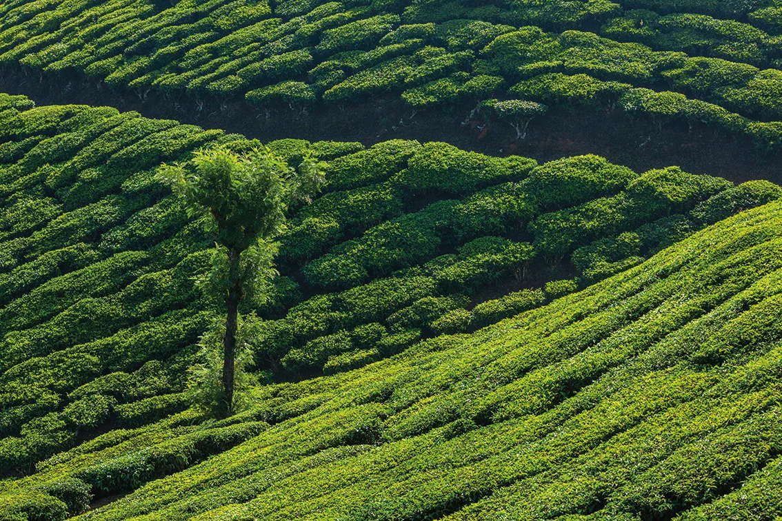 Greenery.jpg.jpeg