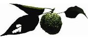 orange-grove-center-squarelogo-1429700915106.png