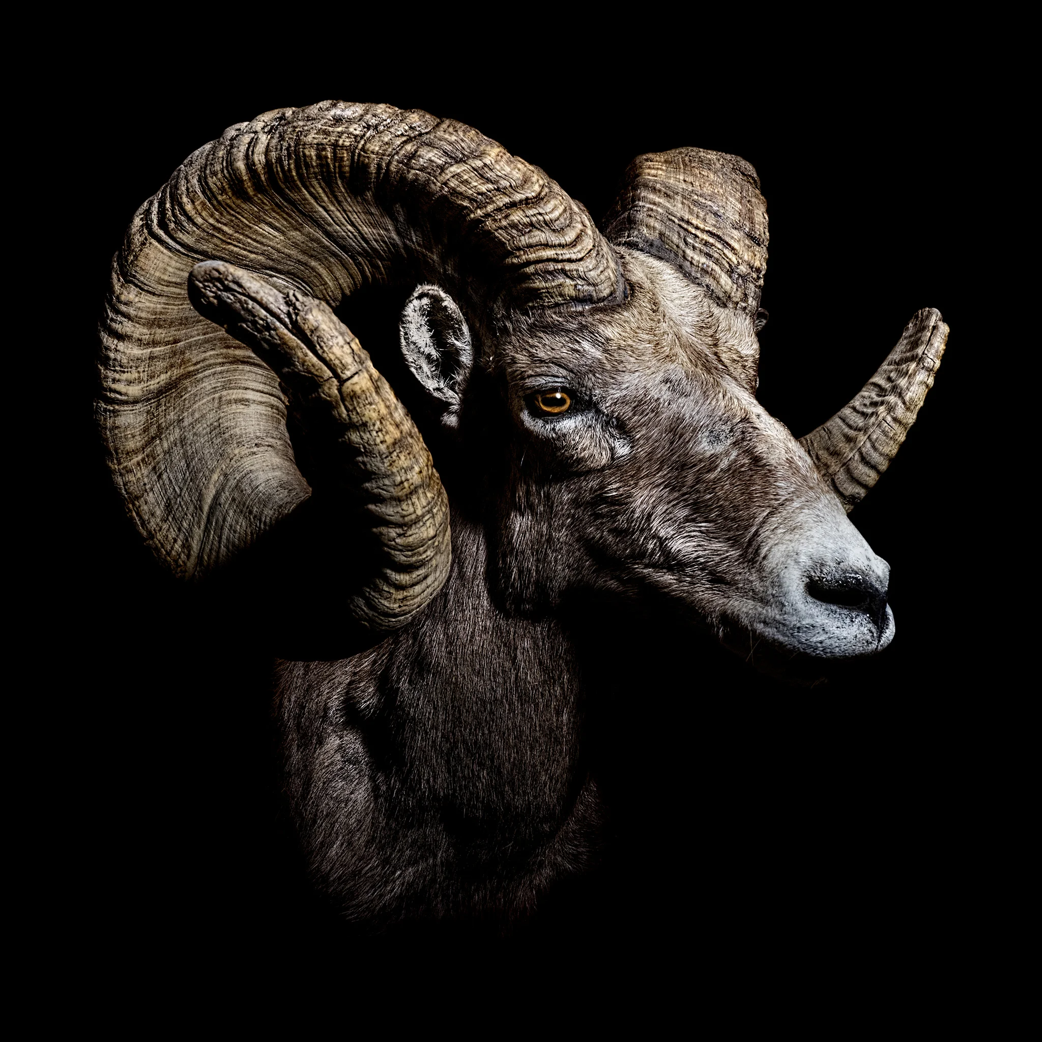 Desert Ram-reedit-2web.jpg