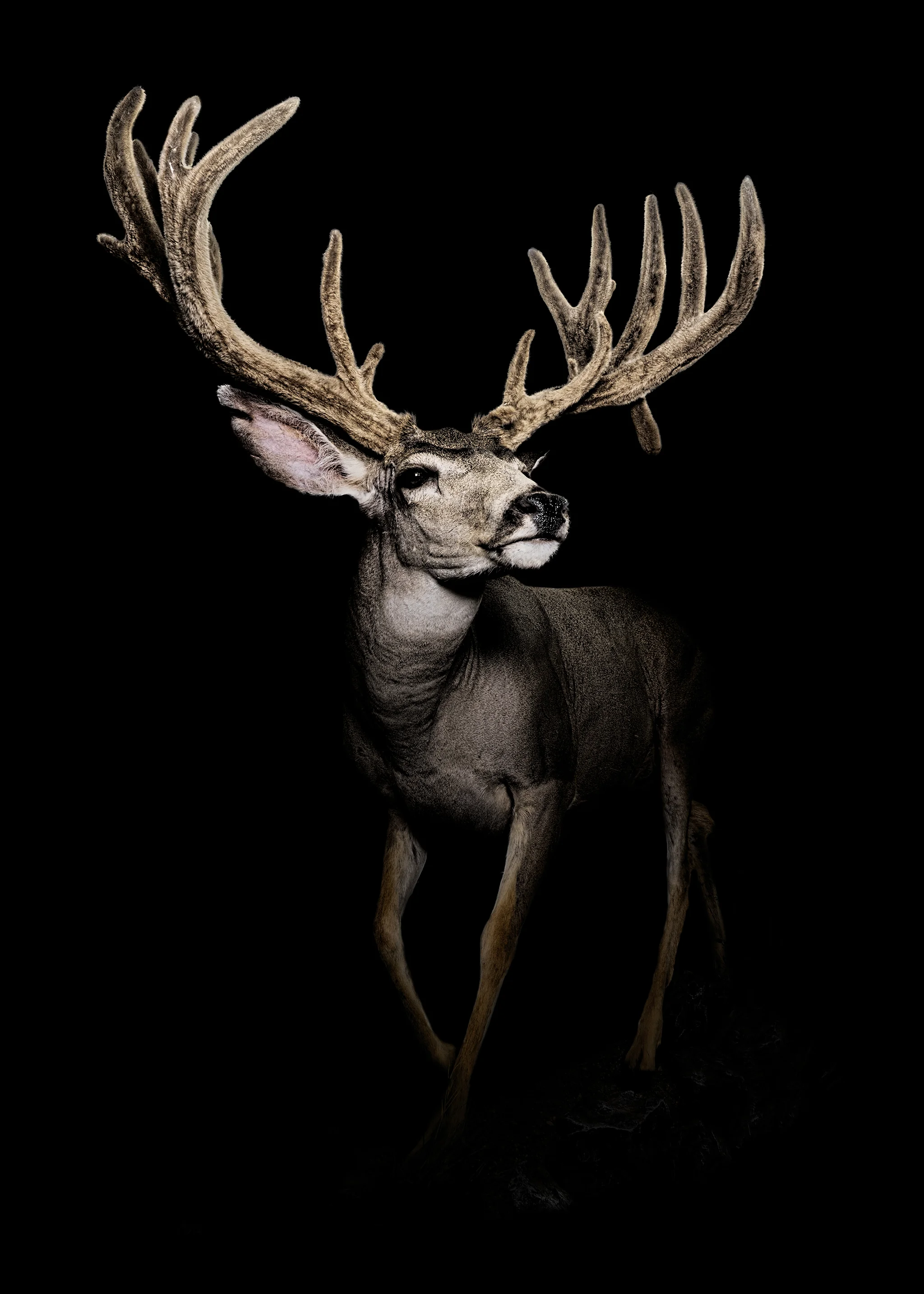 MuleDeer6-2web.jpg