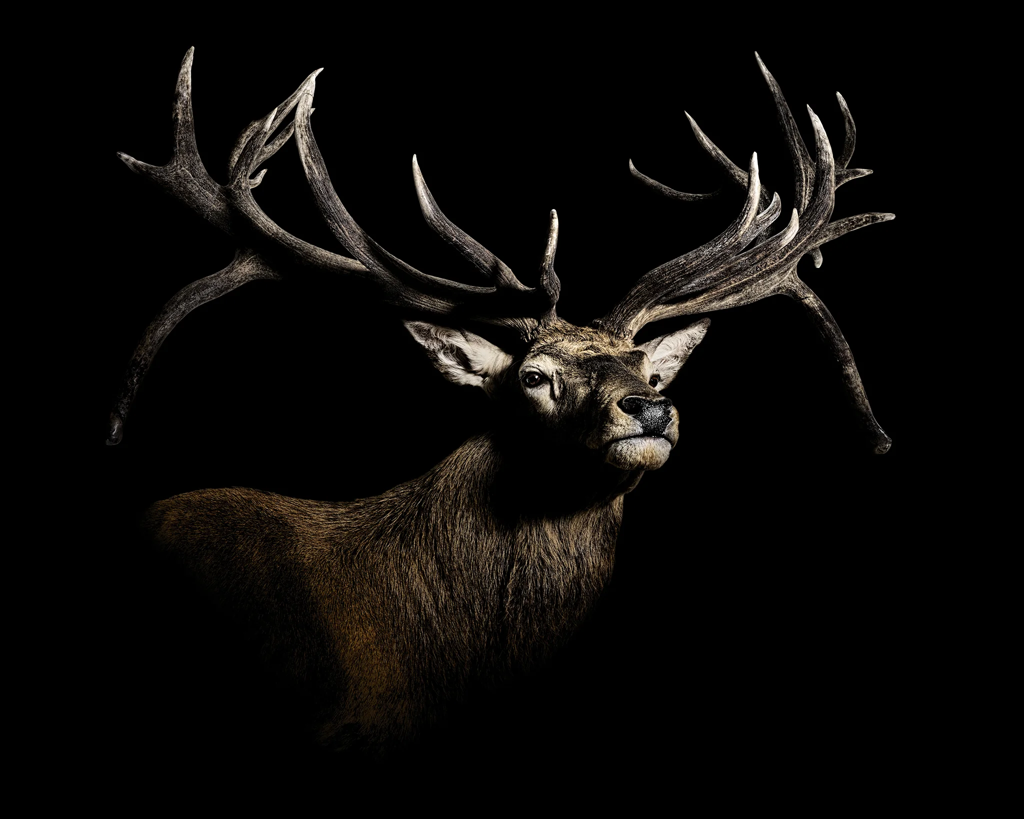 RedStag8-2web.jpg