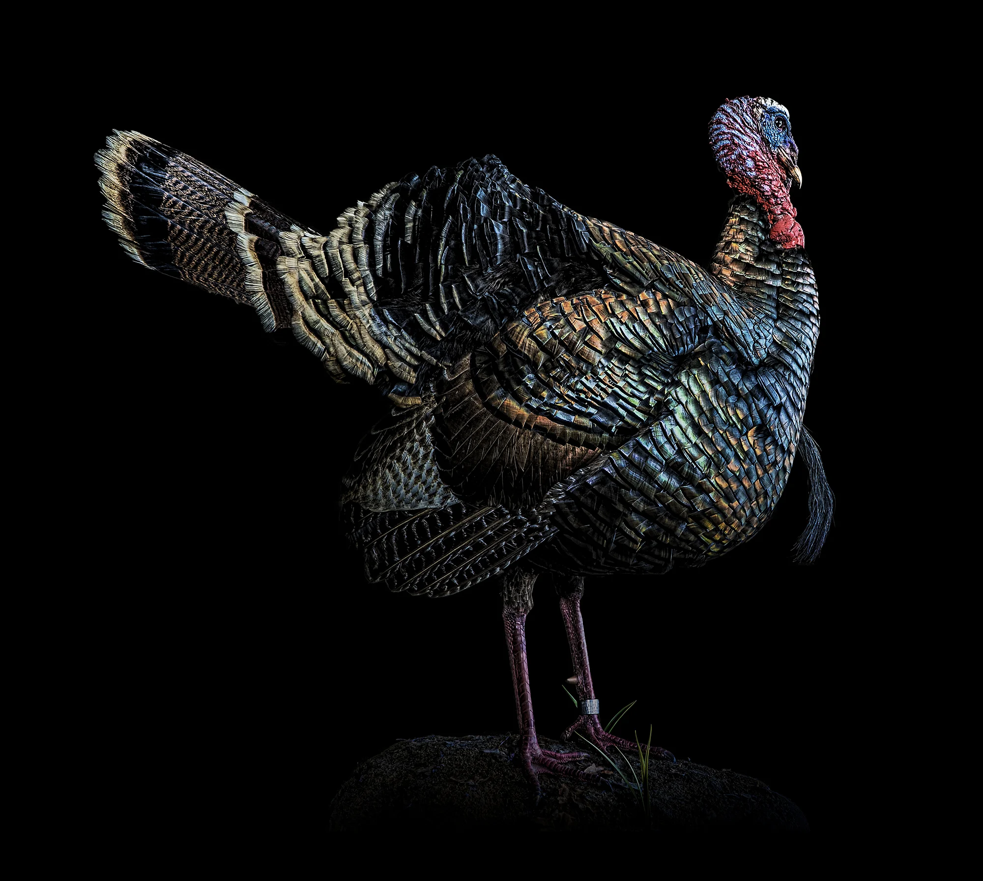 Turkey1-2web.jpg