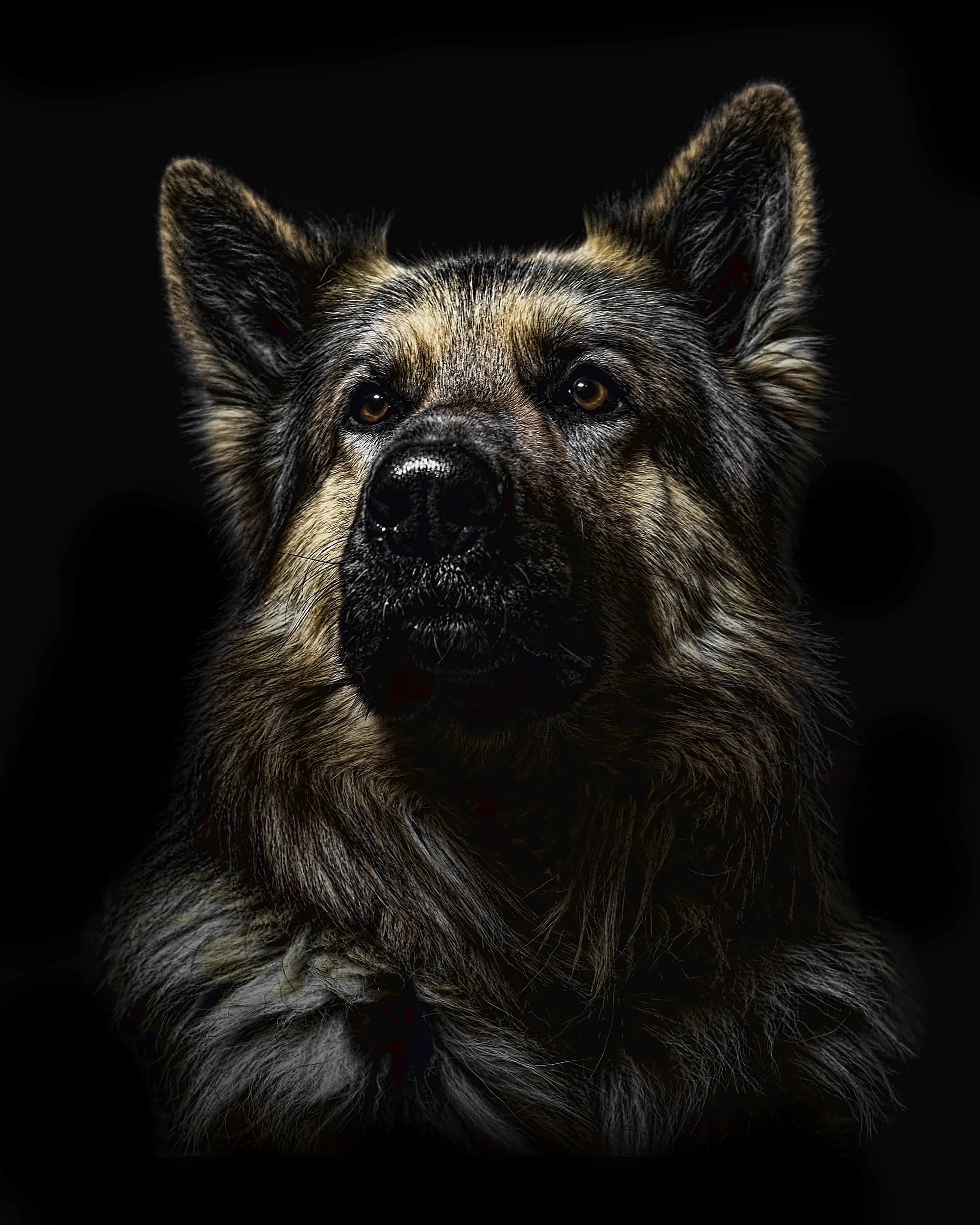 Dog2-2web.jpg
