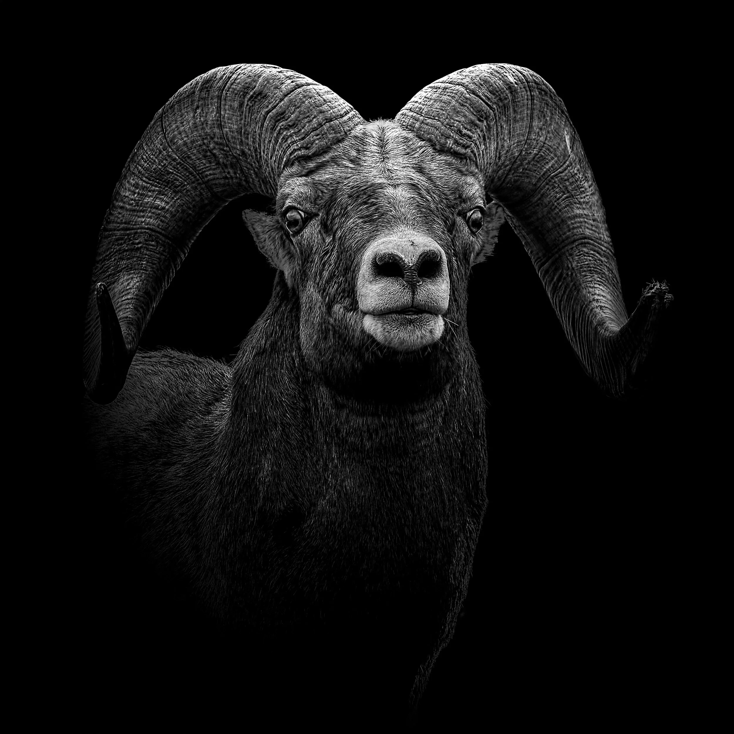 Bighorn1-Print.jpg
