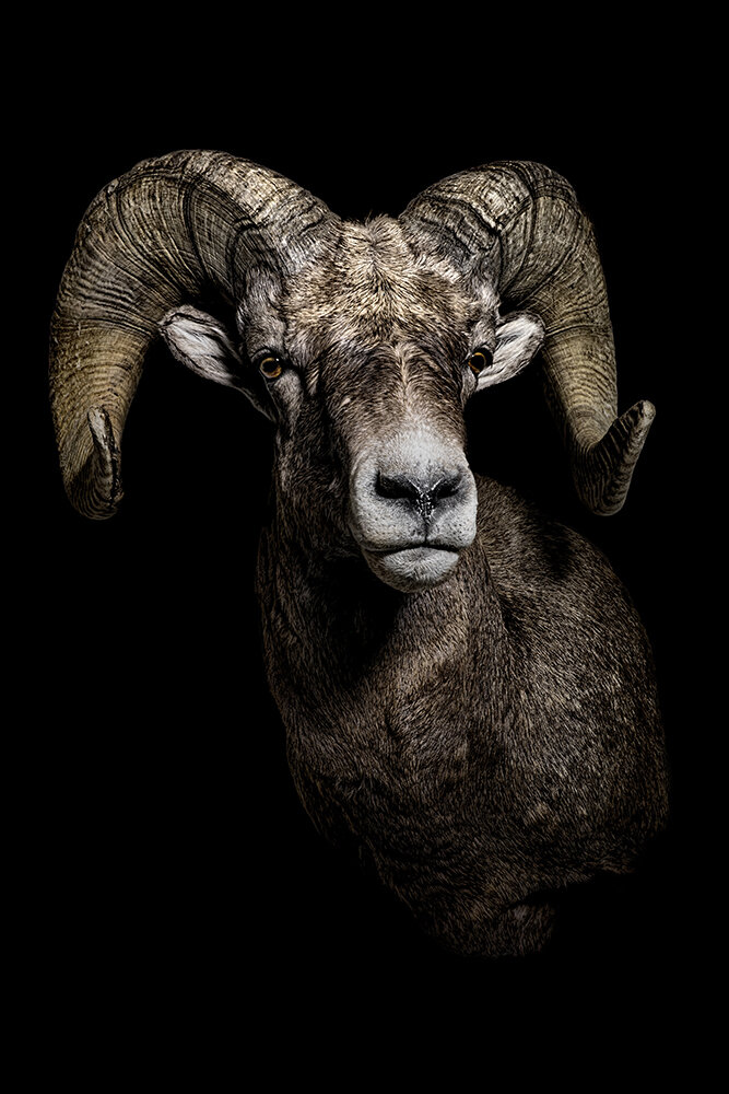 Ram 24x36Lowres.jpg