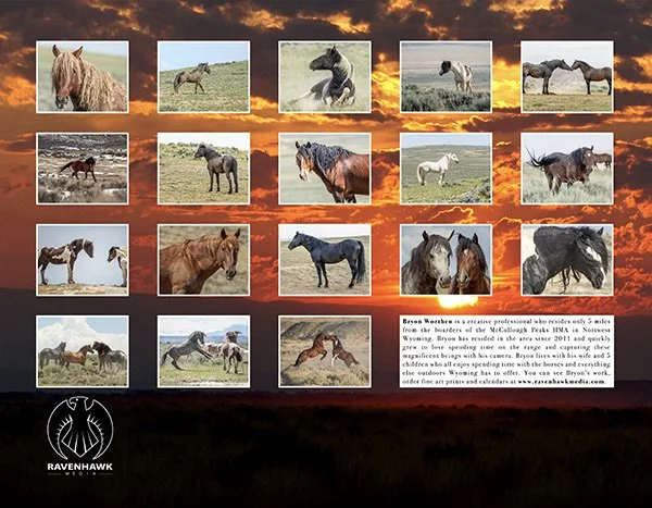 Stallions Back Cover Preview.jpg