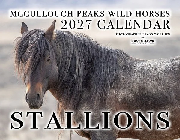 Stallions Front Cover Preview.jpg