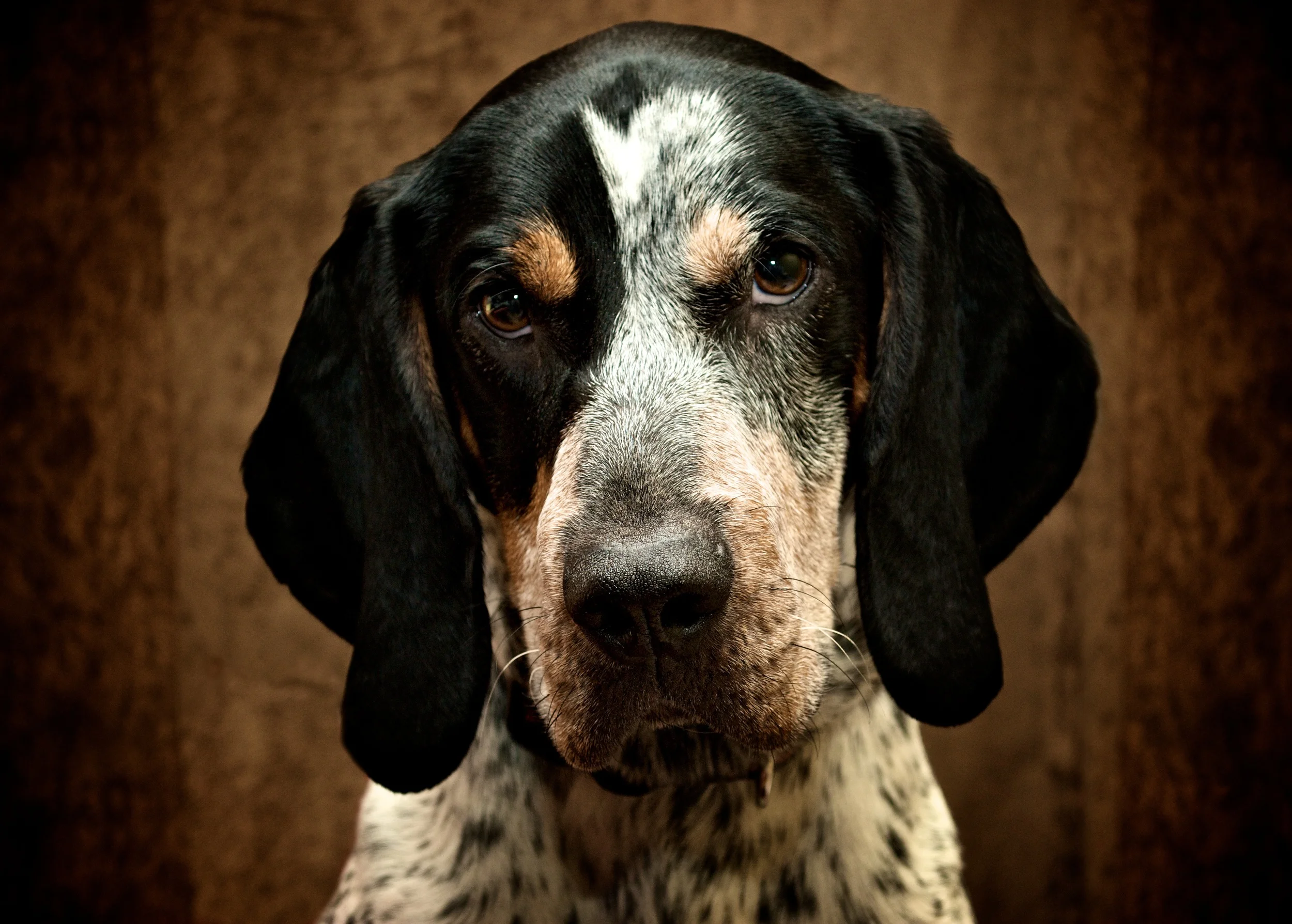 bluetick.jpg