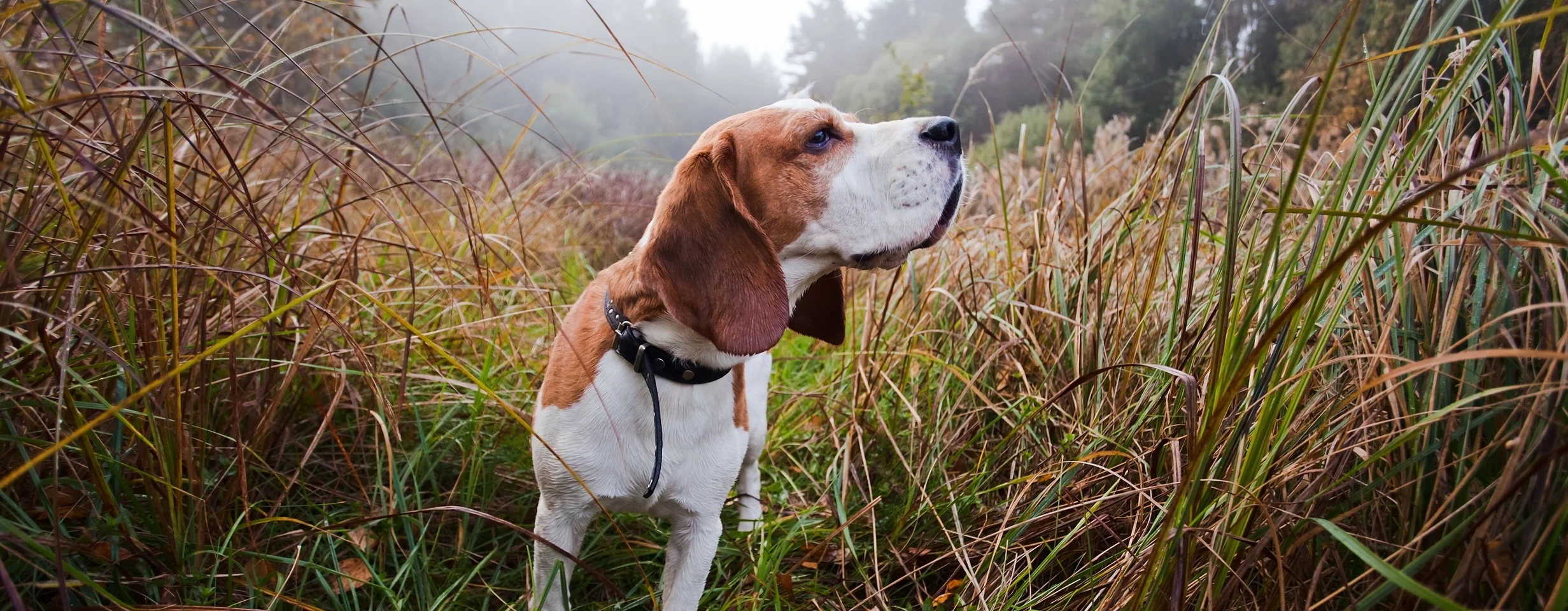 beagel.jpg