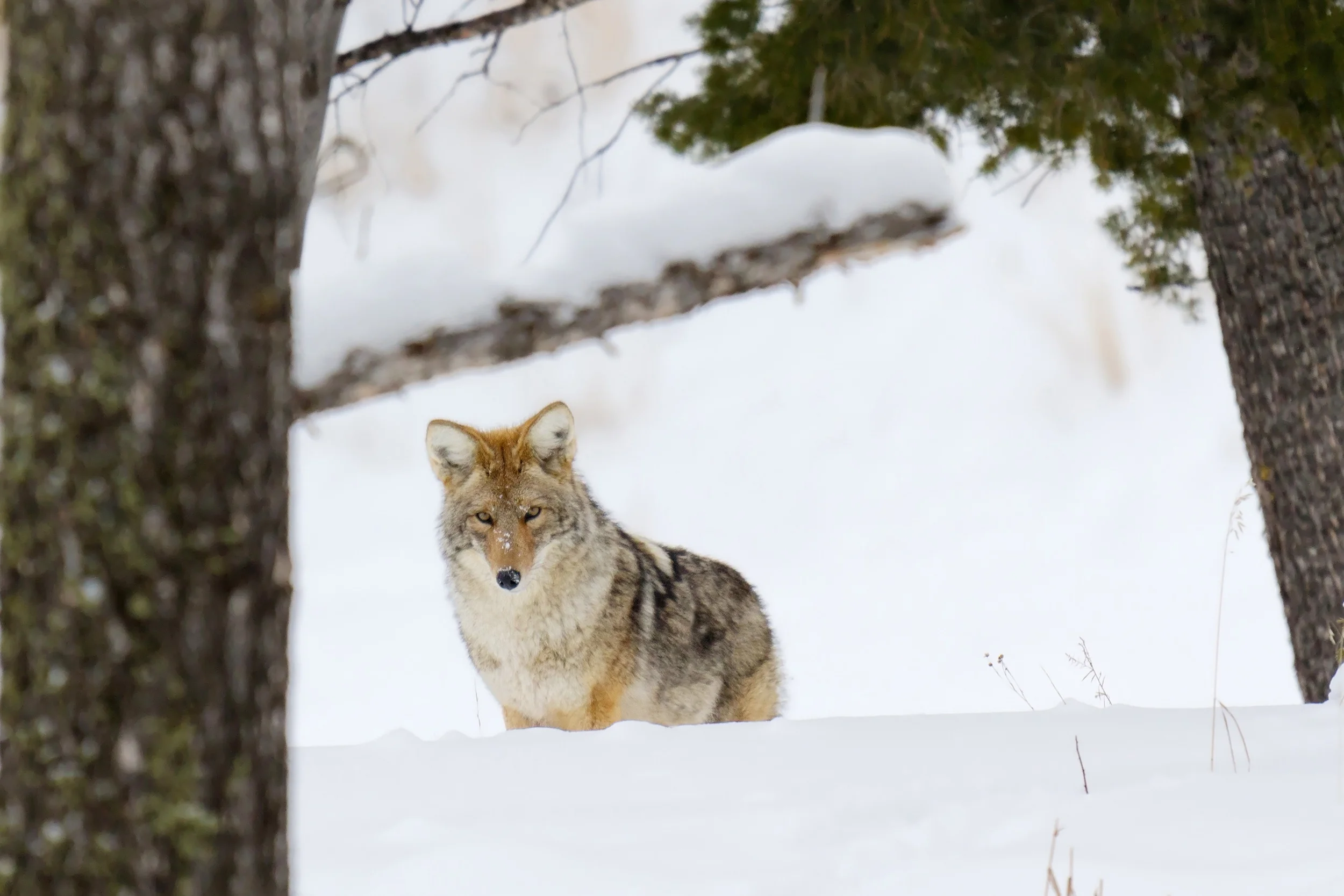 à Propos De Nous Association Des Chasseurs Avec Chiens