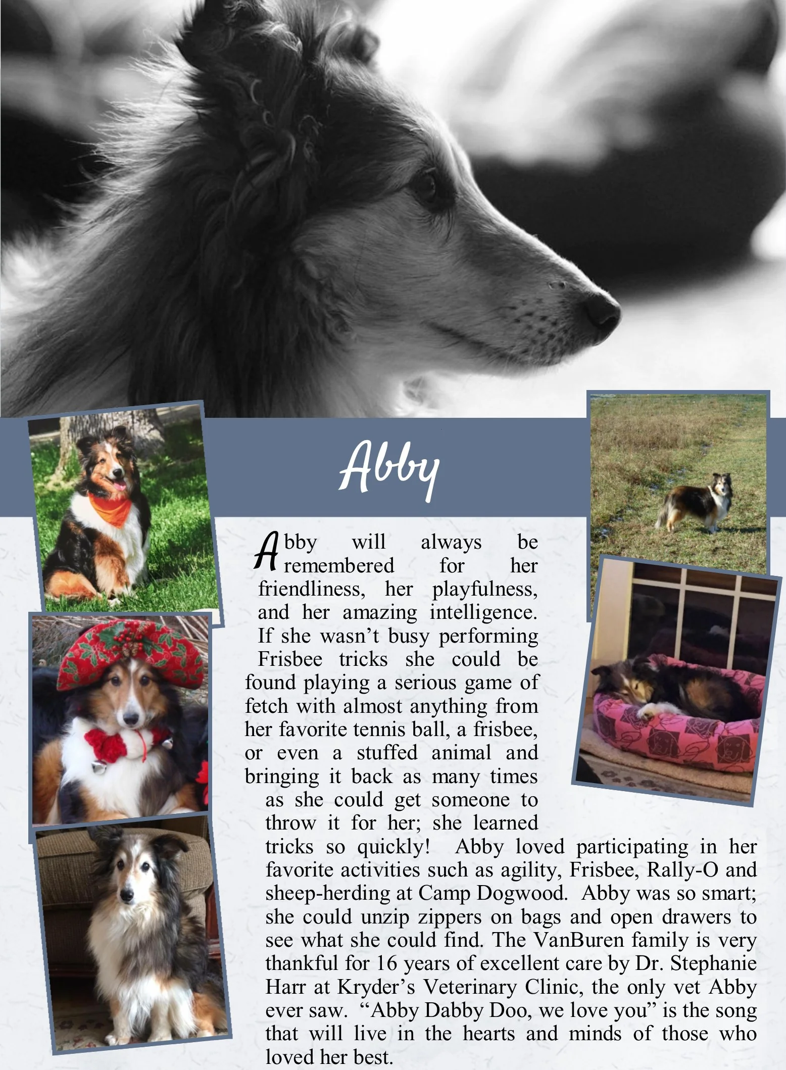 life tails pet cremation