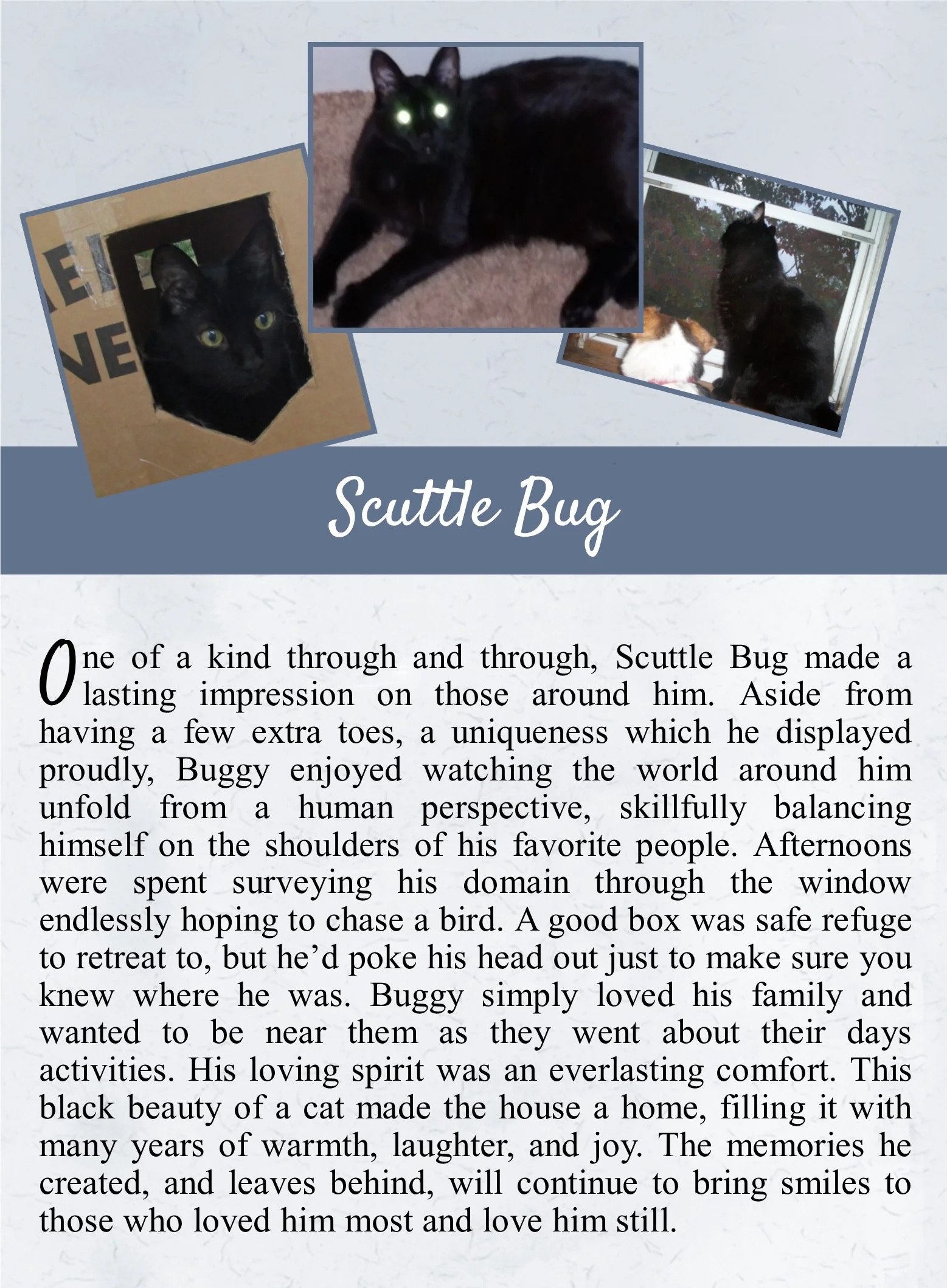 Scuttle Bug - Life Tail.jpg