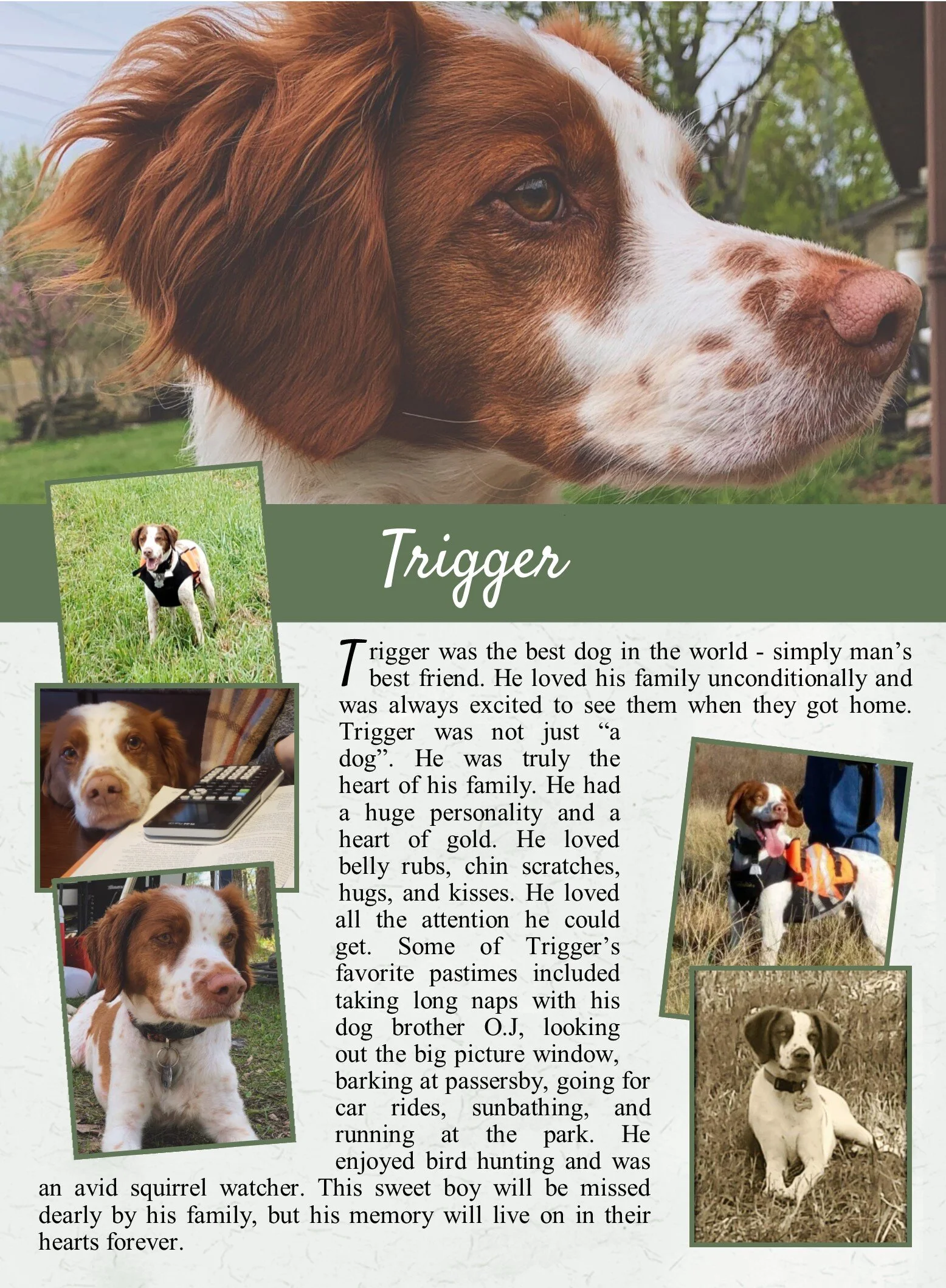 life tails pet cremation