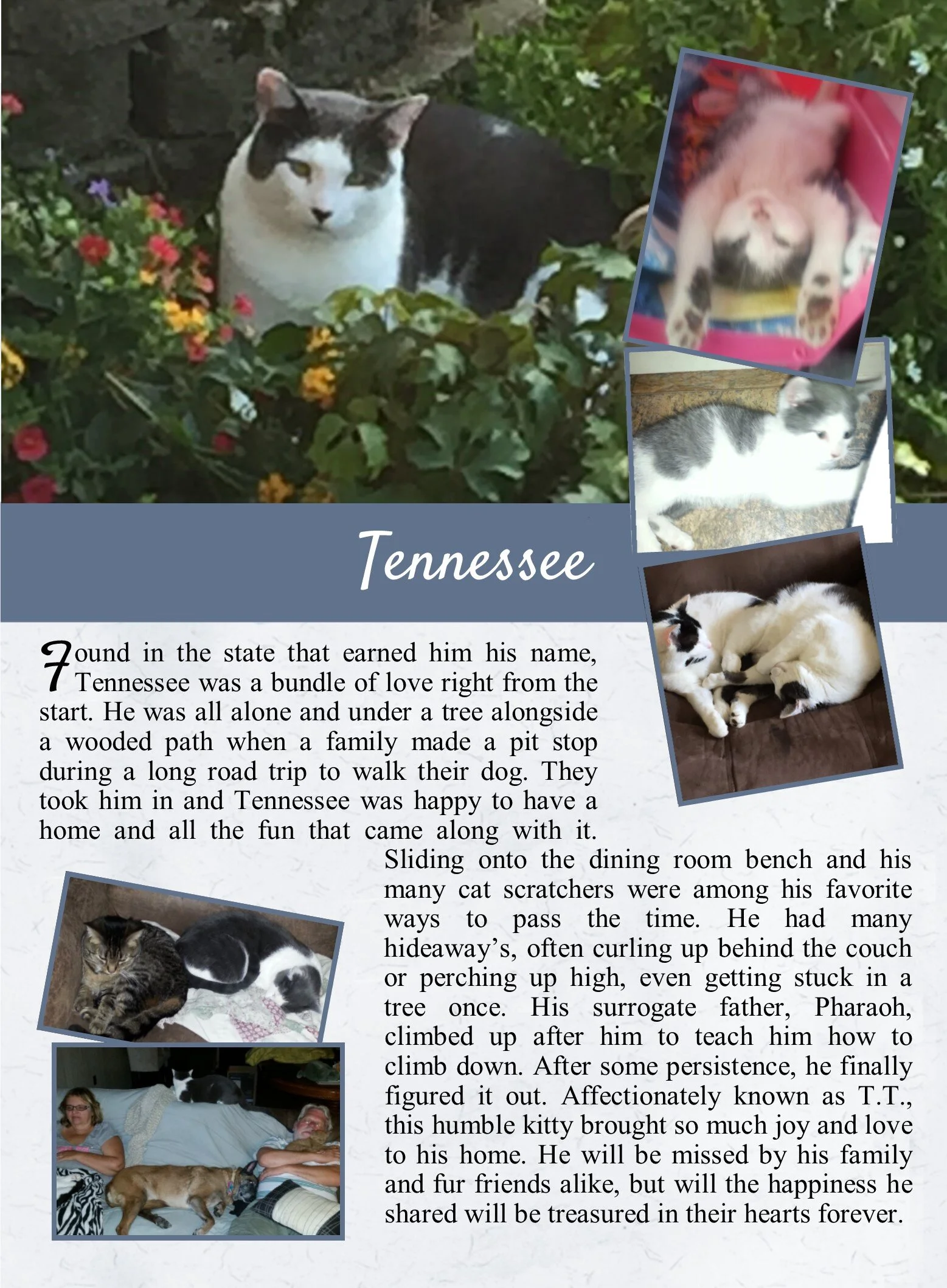 life tails pet cremation