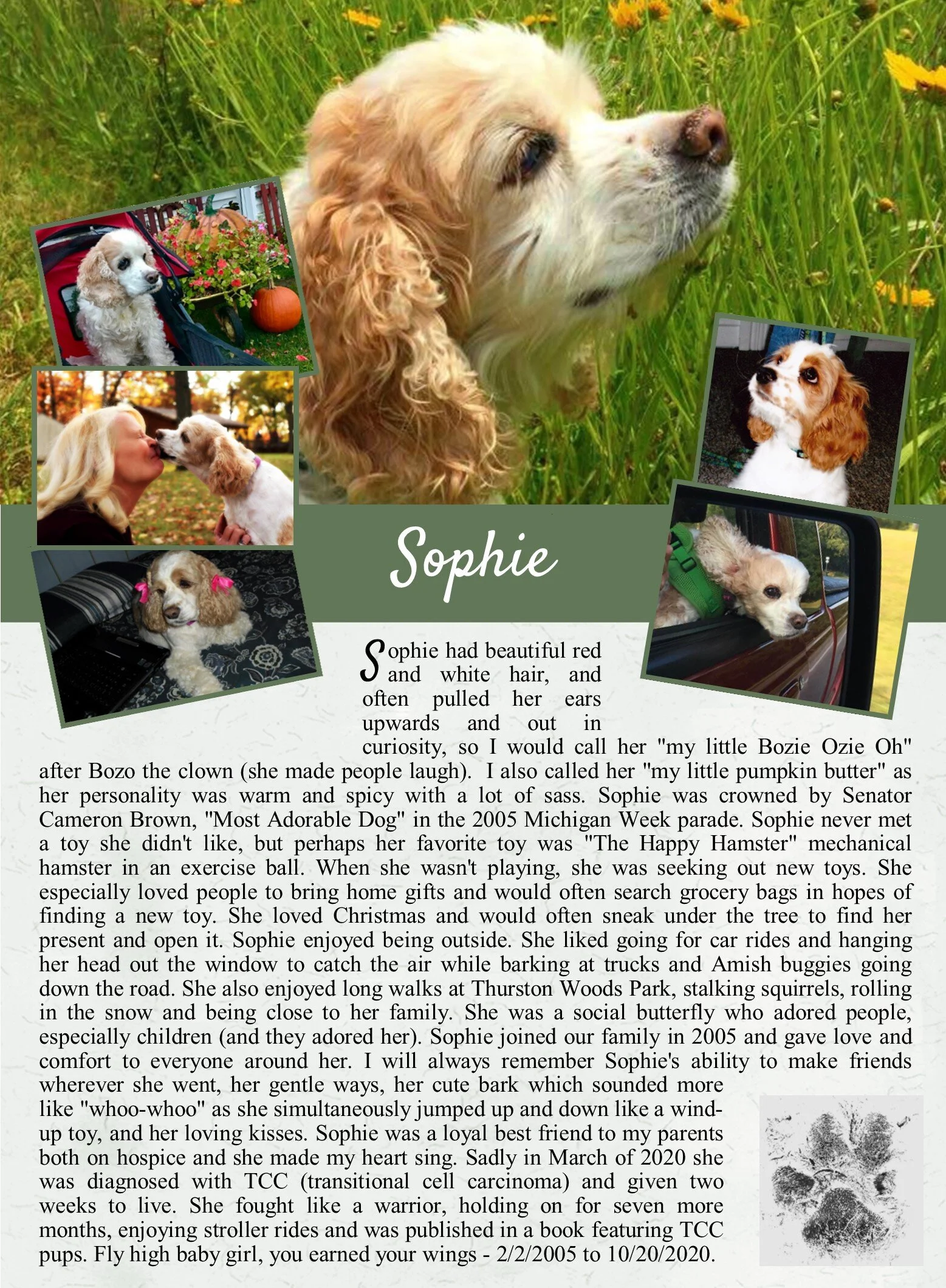 life tails pet cremation