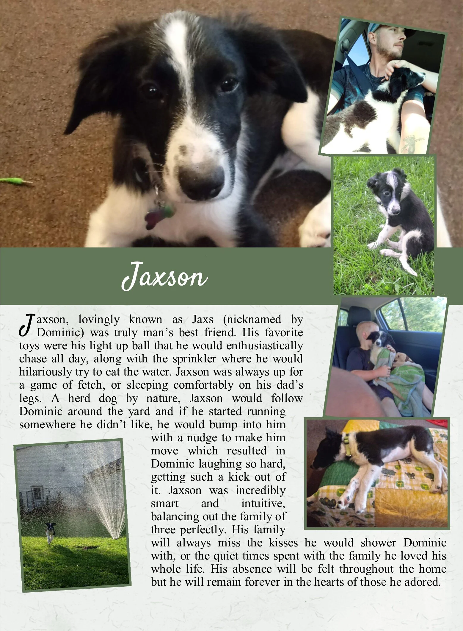 life tails pet cremation