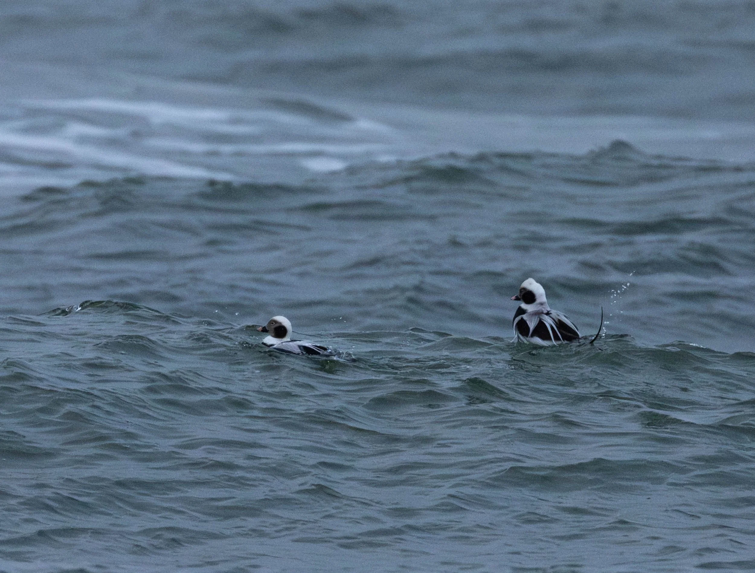 Untitled design-2.jpg