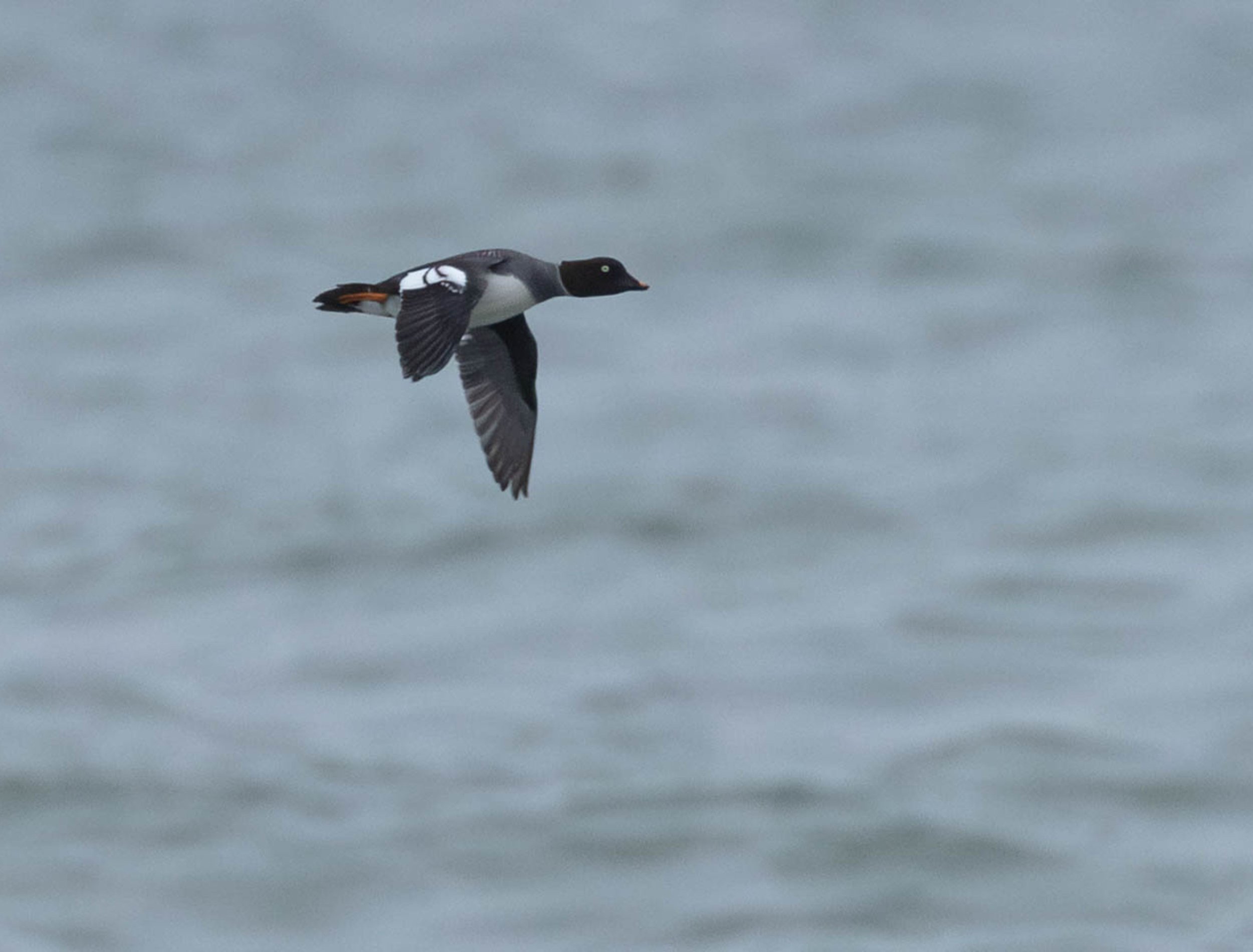 Untitled design-5.jpg