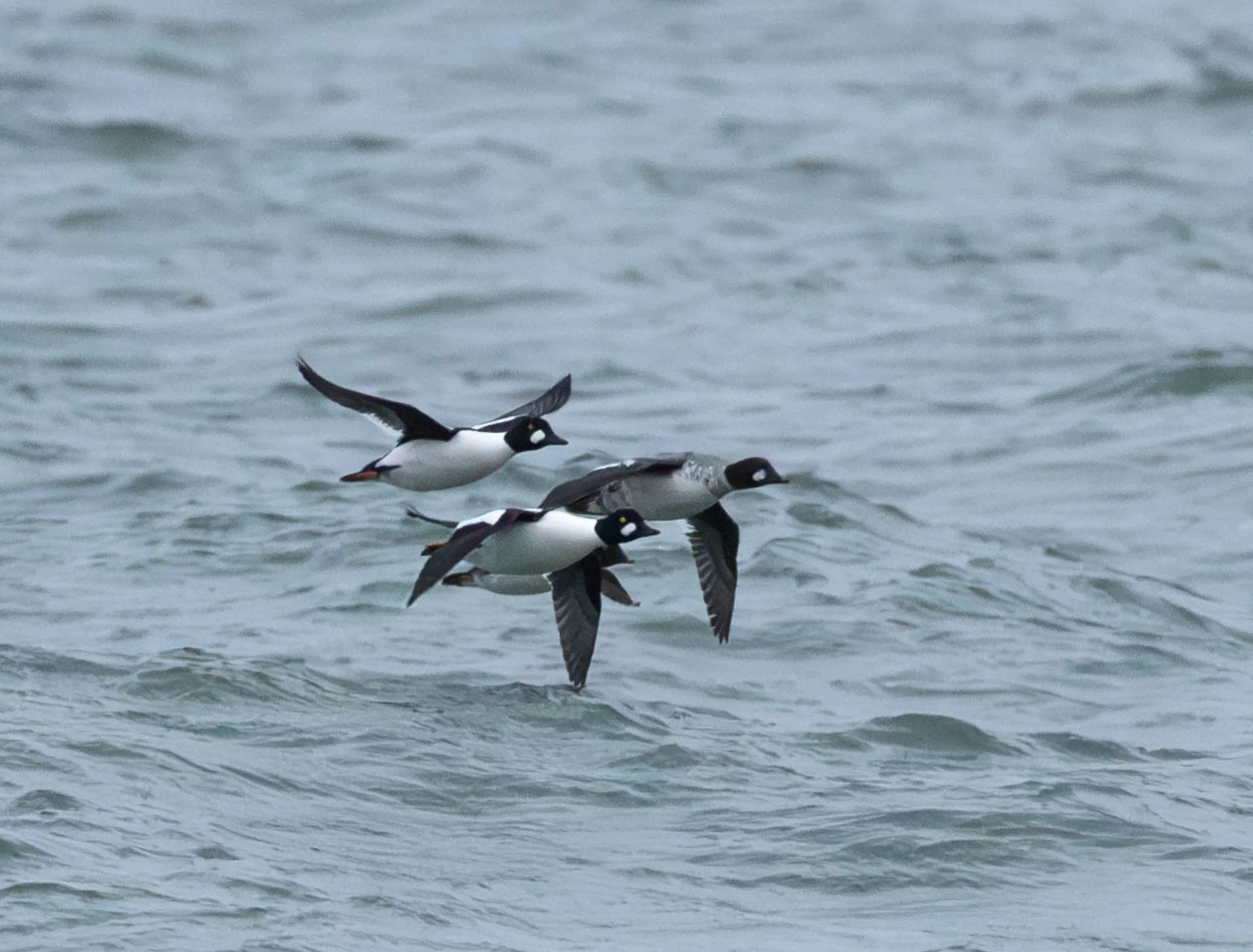 Untitled design-6.jpg