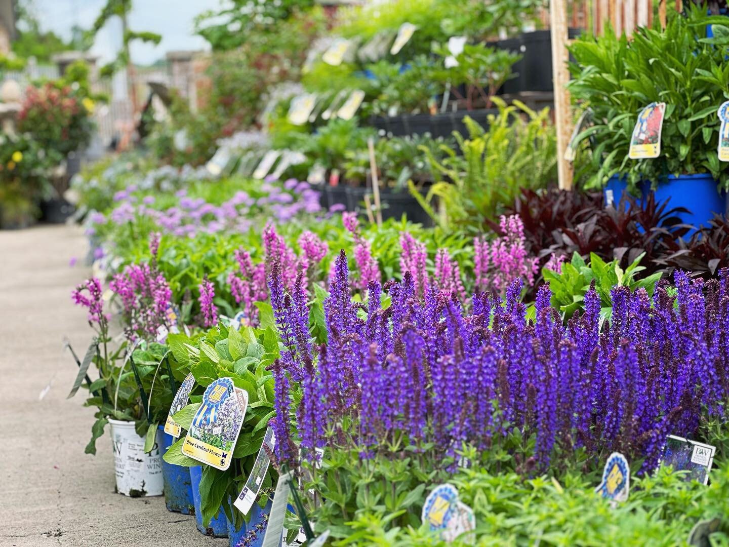 We are swimming in seas of flowers &amp; shrubs, many of which arrived just today 🌼🍃 With Mother&rsquo;s Day right around the corner, it&rsquo;s the perfect weekend to visit your local garden center 💕 #gardencenter #landscape #landscapedesign #blo