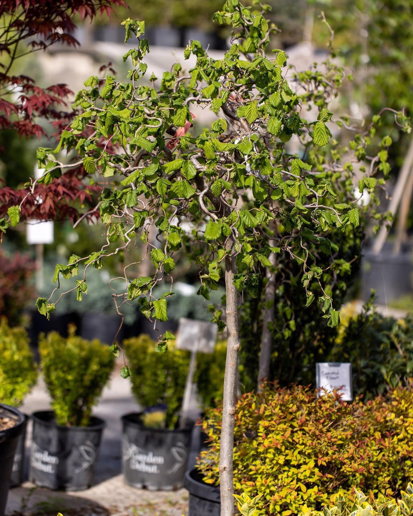Meet the Contorted Filbert: one of the most asked about trees as people browse the garden center&mdash; and you can see why! This tree grows 8-10ft and features twisted and spiraling branches, twigs and leaves. Noted for its winter beauty, when the l