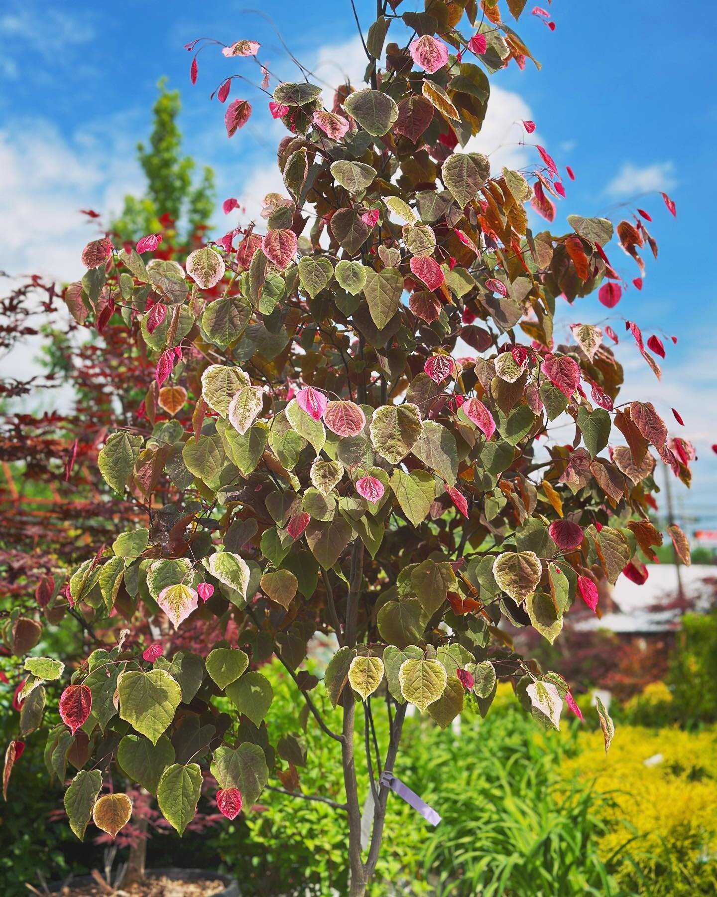 Just one look at our brand new &lsquo;Carolina Sweetheart&rsquo; Redbuds and you&rsquo;ll be on Cloud 9 😍 These beautiful trees emerge with pink variegated heart-shaped leaves which fade to green over the Spring 💕 Grows 20-30&rsquo; tall and makes 