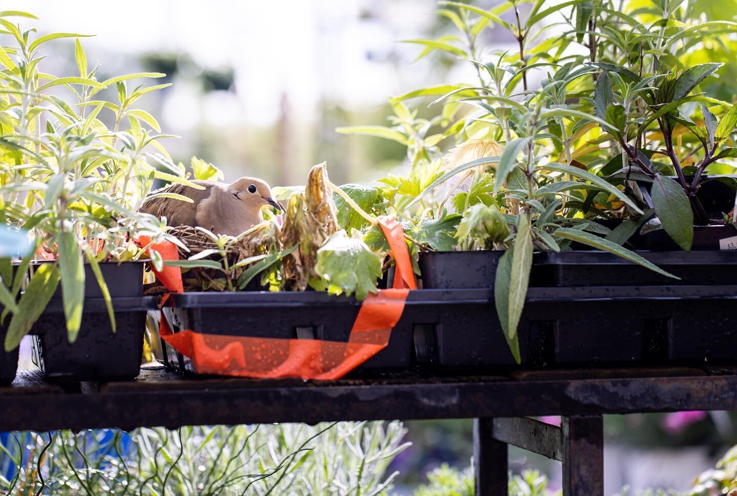 From one mother to another, Happy Mother&rsquo;s Day weekend! We are open today and tomorrow, and moms of all species love plants! 🕊️ #mamabird #gardencenter #landscape #landscapedesign #plantsplantsplants #plantsmakepeoplehappy #bloomtime #curbappe