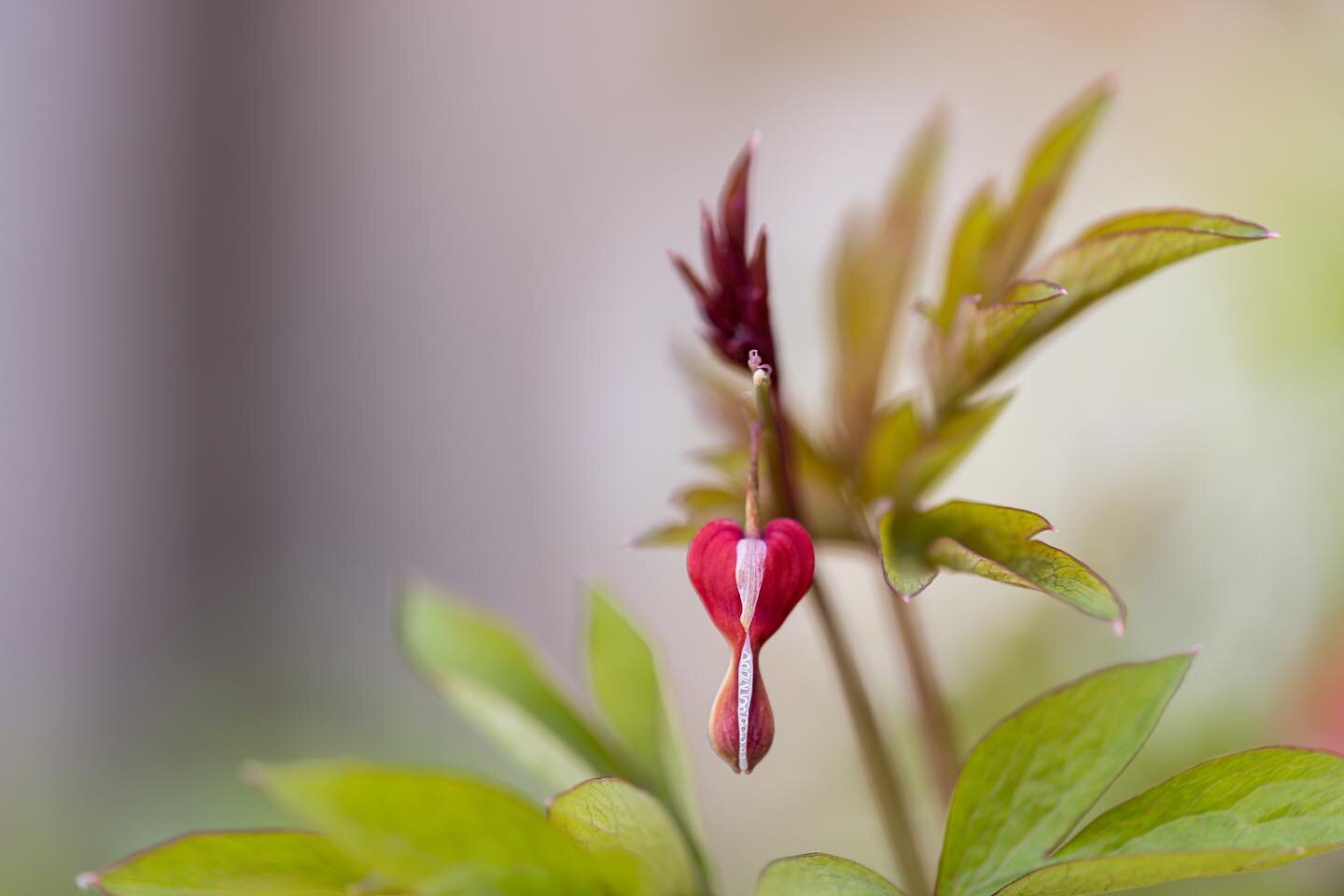 Bleeding Heart is a favorite perennial because it is easy to grow and nothing can beat its form: 3 foot stems with dangling heart shaped flowers that appear to be dripping. It blooms in spring and finishes when warmer weather sets in. These woodland 