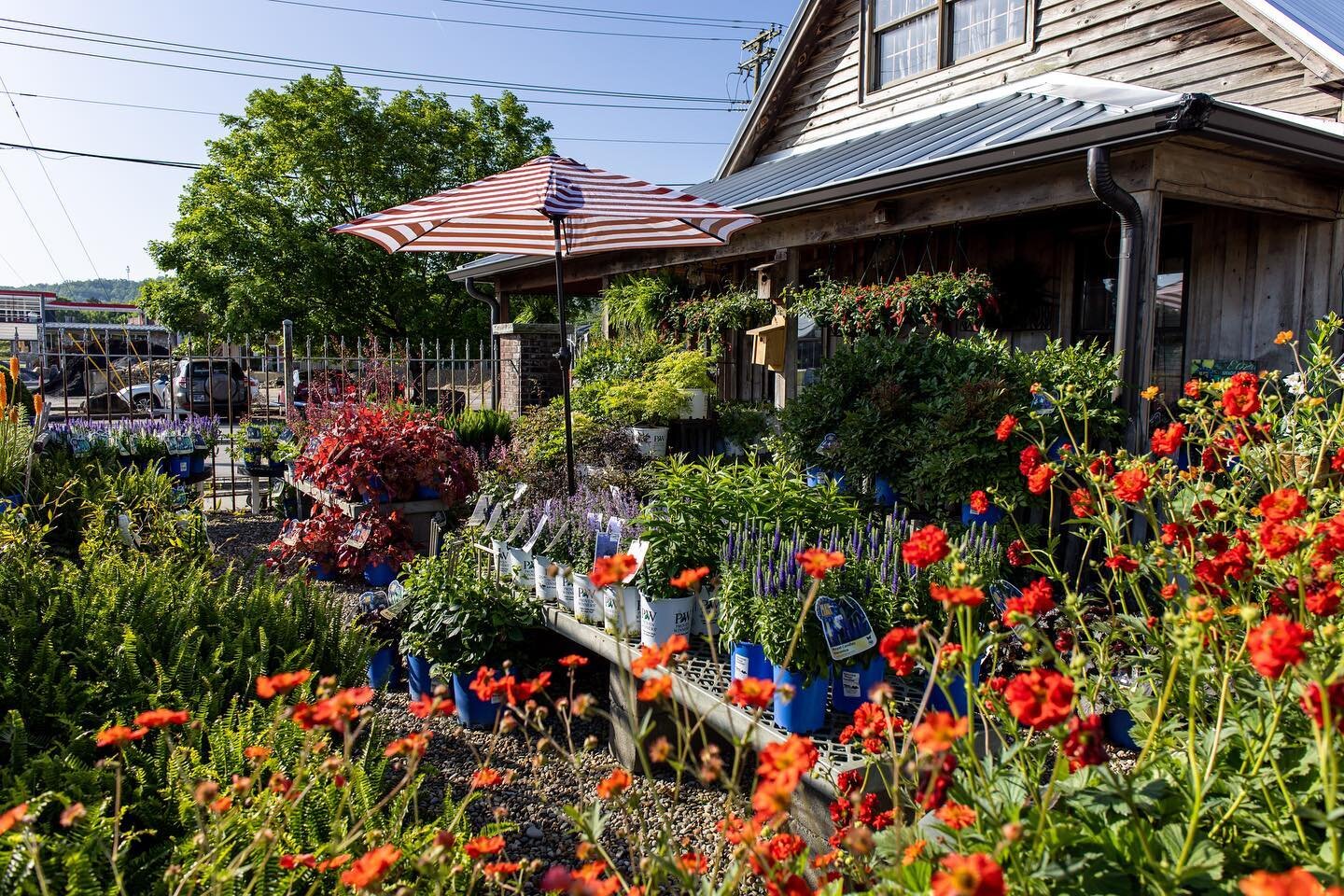 It&rsquo;s planting season! At @thressnursery you will find a large selection of annuals, perennials, tropicals, veggies &amp; herbs, trees &amp; shrubs, and indoor plants. 

Come spend a morning browsing, and don&rsquo;t forget to visit our gift-sho