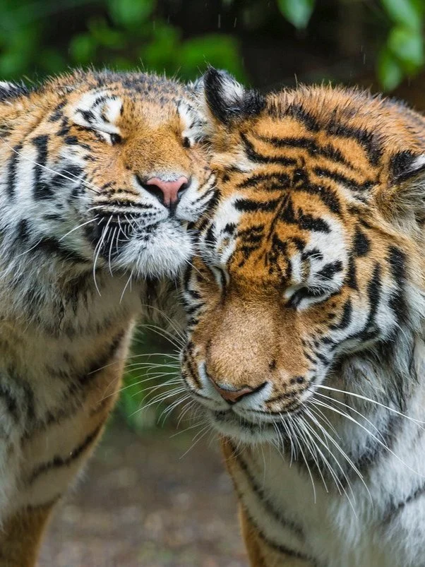 The Energetics of Intimacy, Attachment and Sexuality - Cairo, Egypt; In Person