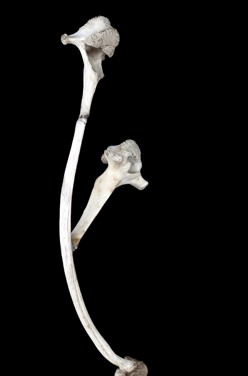 Bone Flower 1