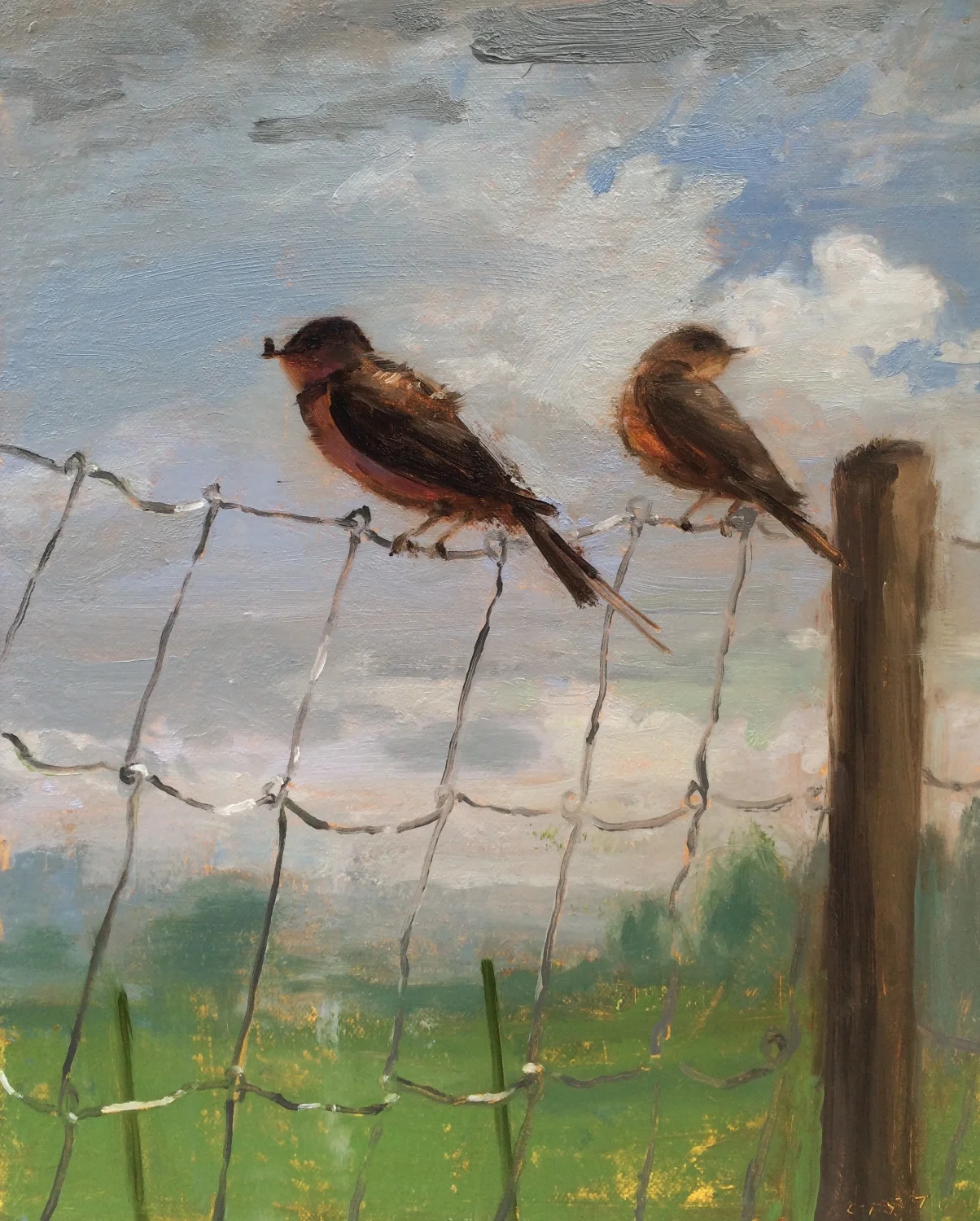 Barn Swallows