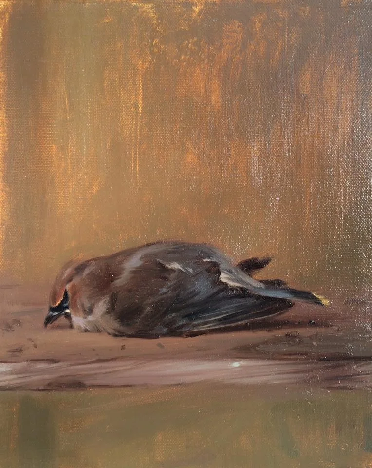 Cedar Waxwing