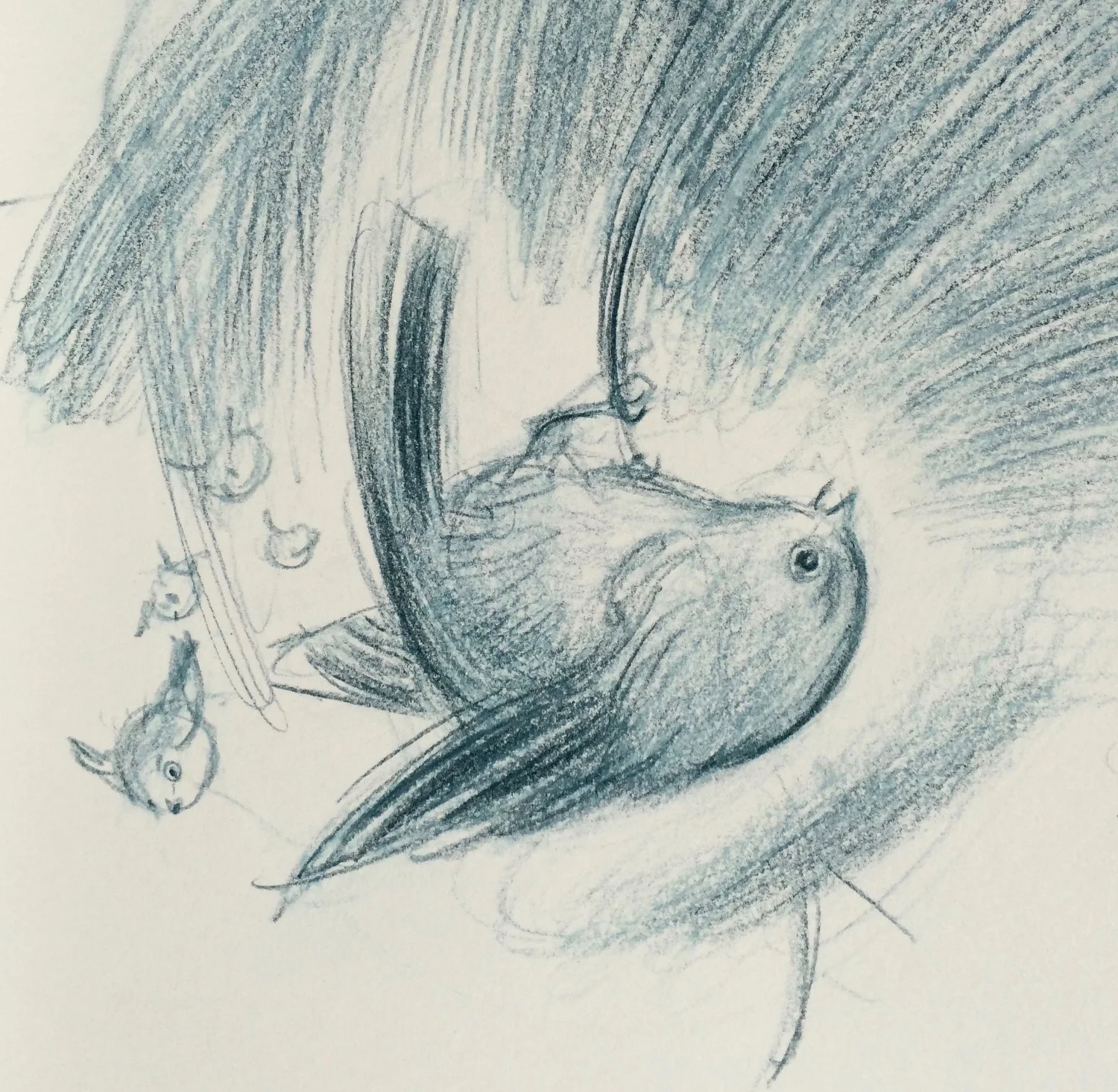 Bushtit