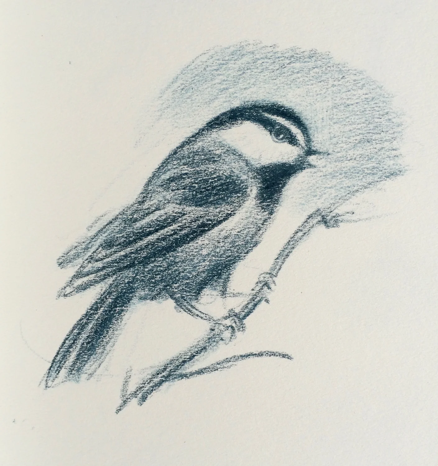 Rocky Mountain Chickadee