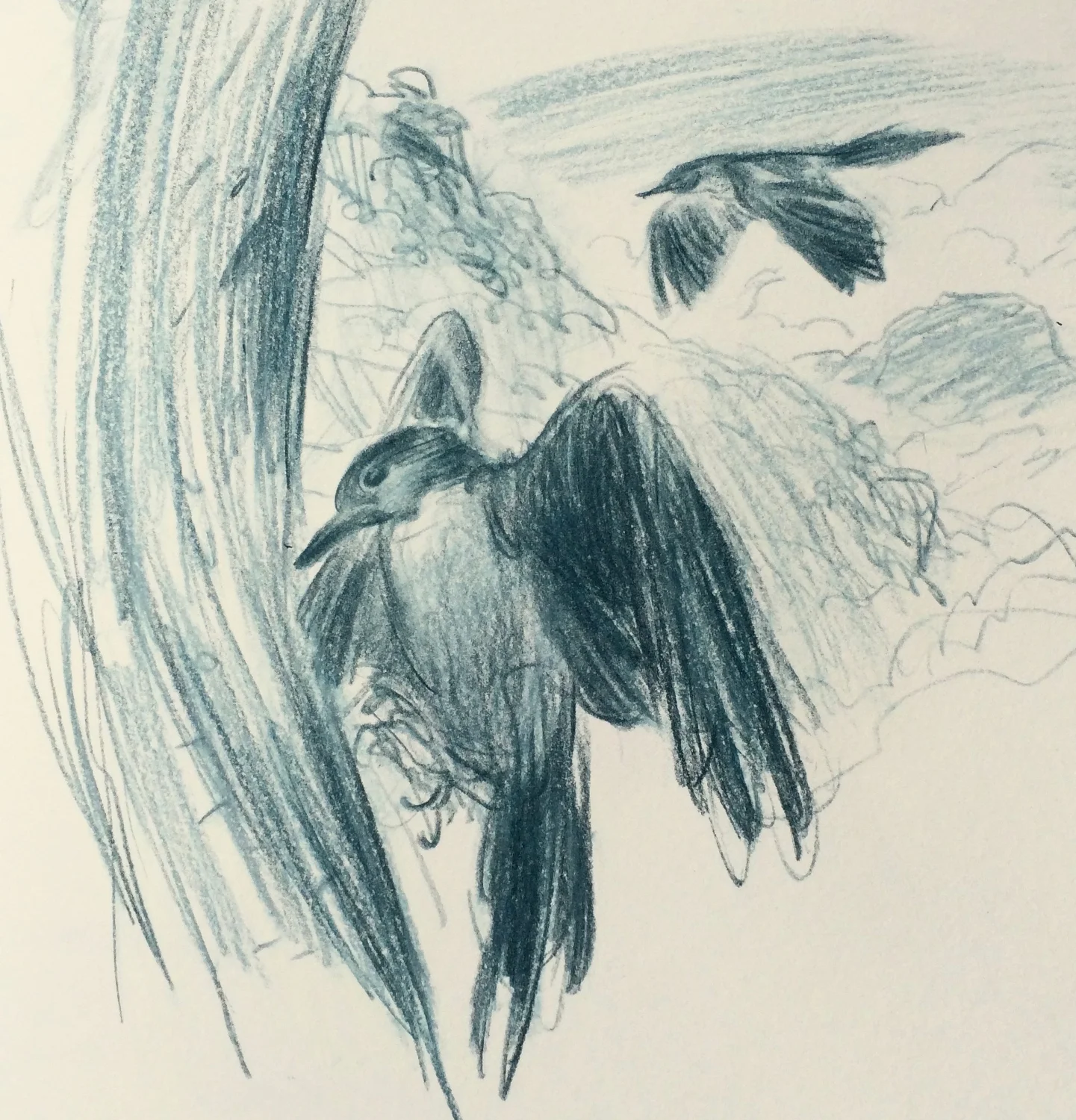 Lewis's Woodpecker
