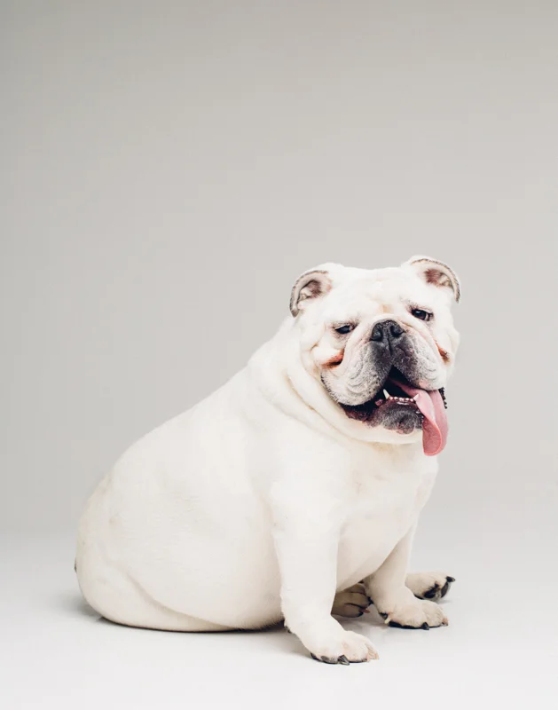 151211bulldogproofs-27-Edit.jpg
