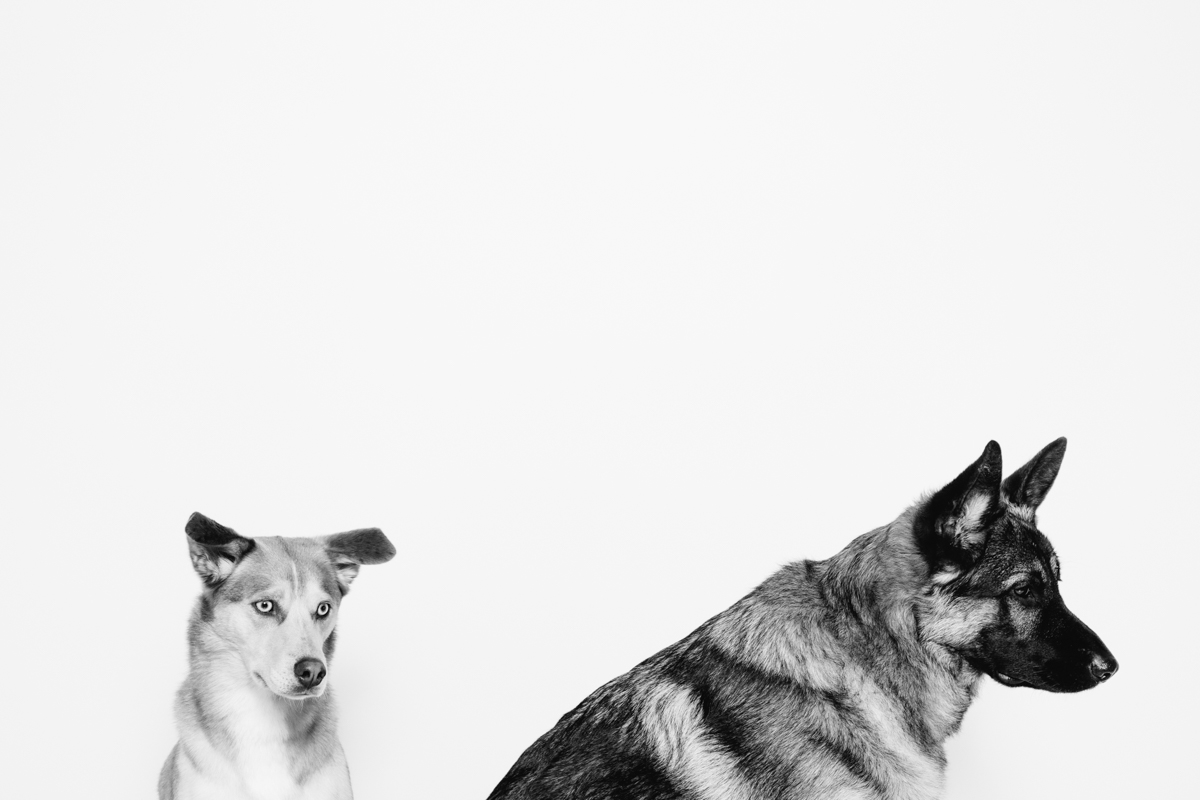 150924dawgs-10-Edit-2.jpg
