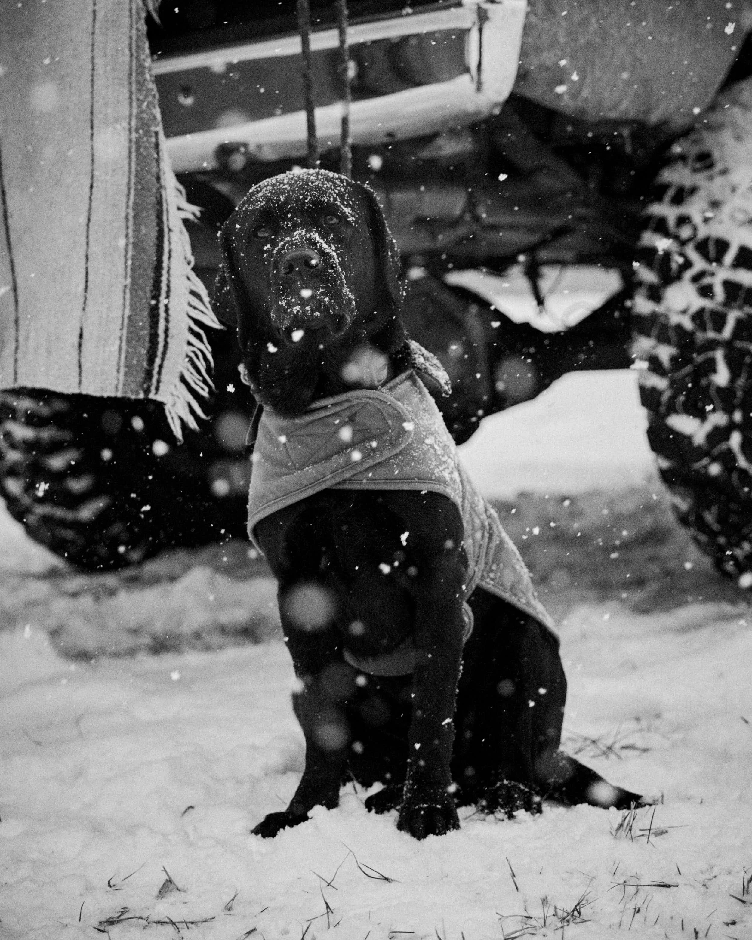 260127 Carhartt D1 382.jpg