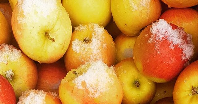 I can confirm that snow apples taste like normal apples, just a bit cooler. Also, shooting a little vid of a Vegan Carribbean inspired feast. Happy weekend!