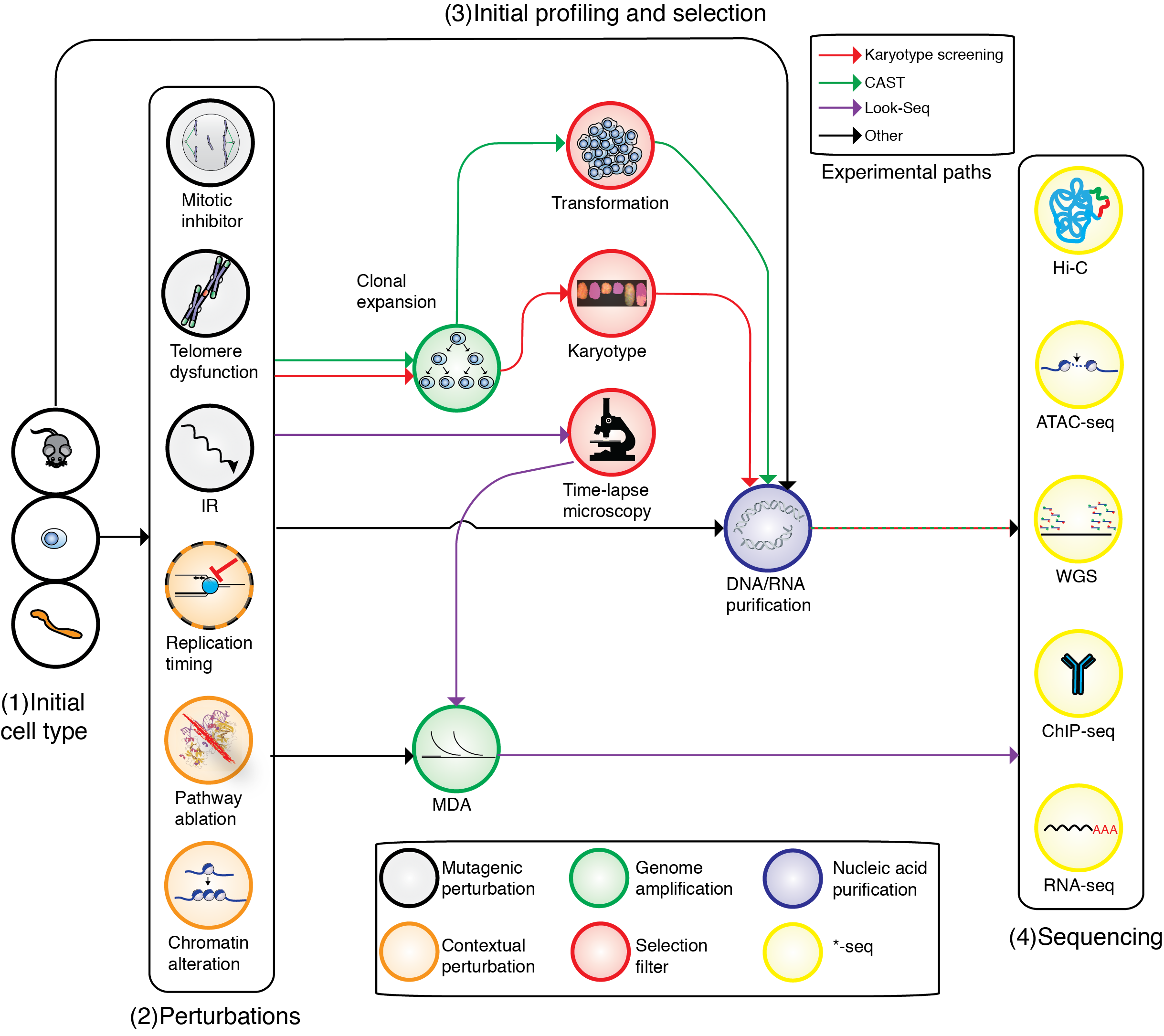 DNA signatures of somatic mutation processes and genome integrity defects