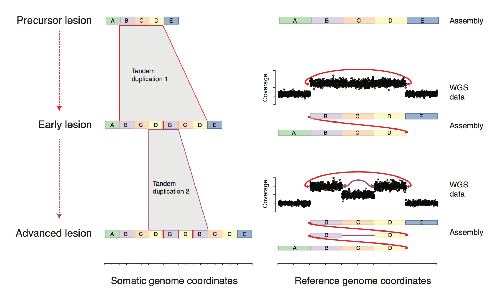 evolution of complex DNA rearrangements in cancer