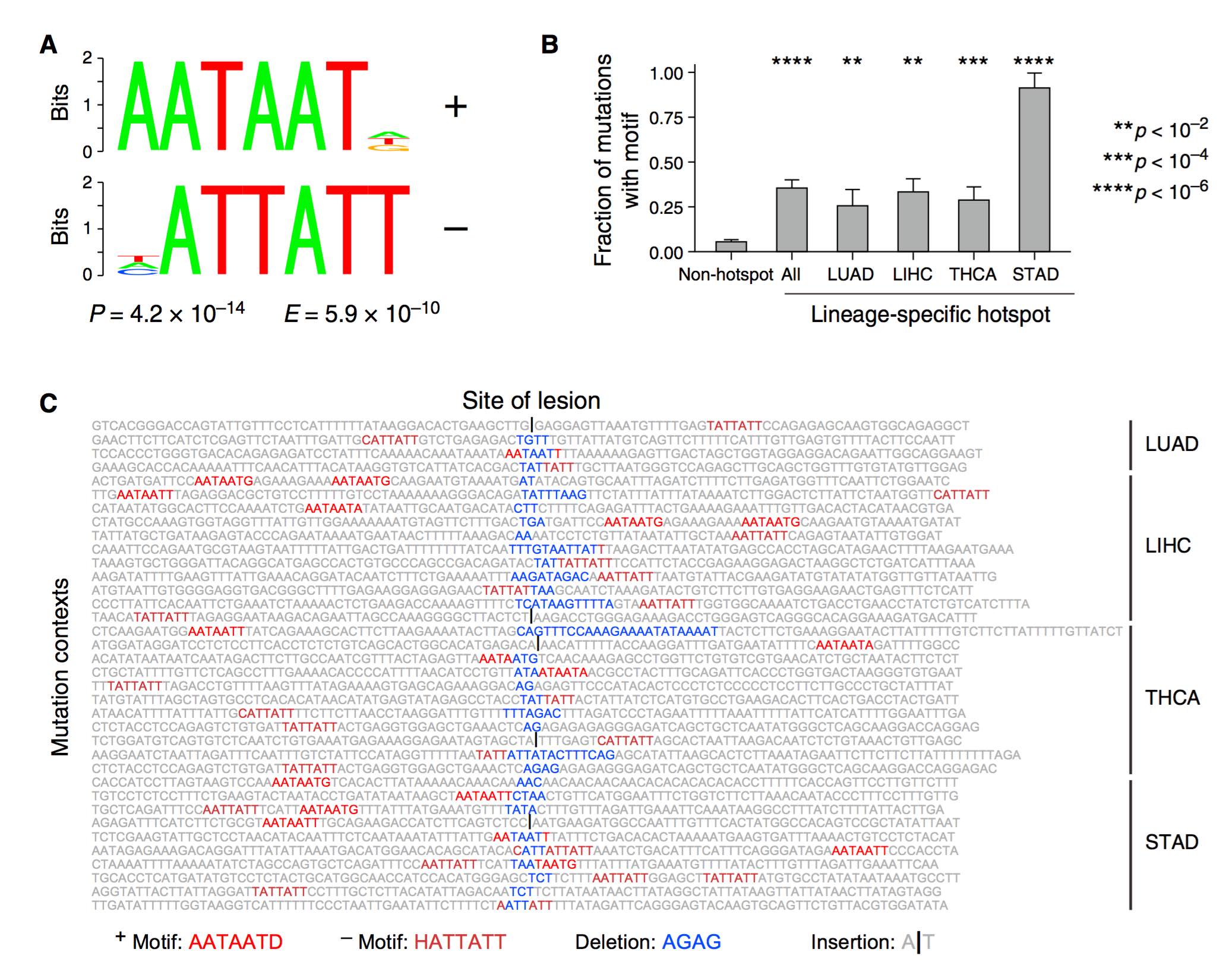 Insertions and Deletions Target Lineage-Defining Genes in Human Cancers