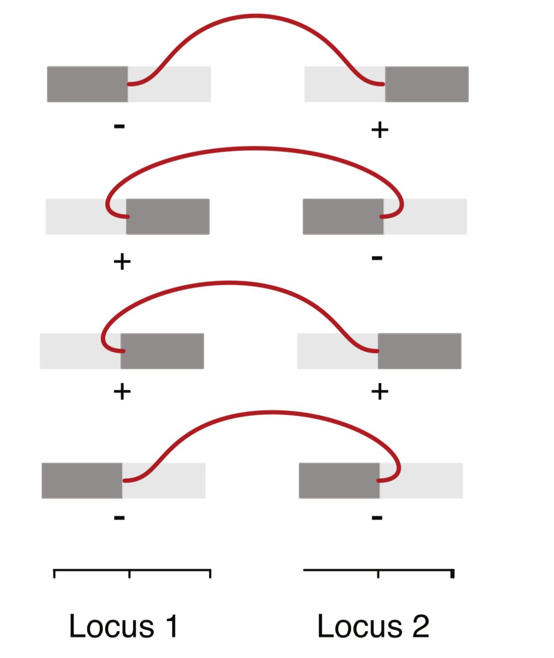 Modeling cancer rearrangement landscapes.