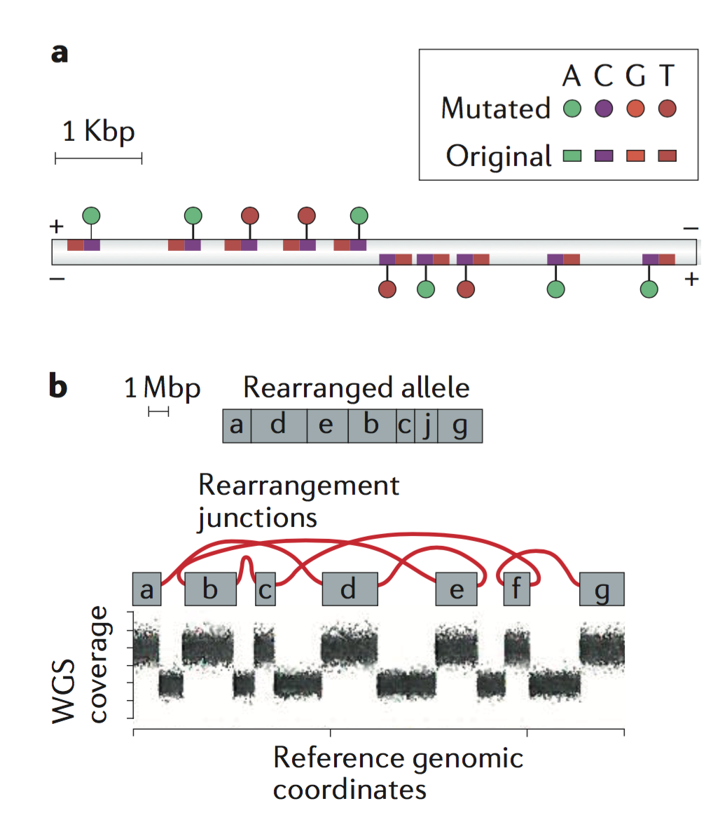 Prostate cancer: Clinical hallmarks in whole cancer genomes.