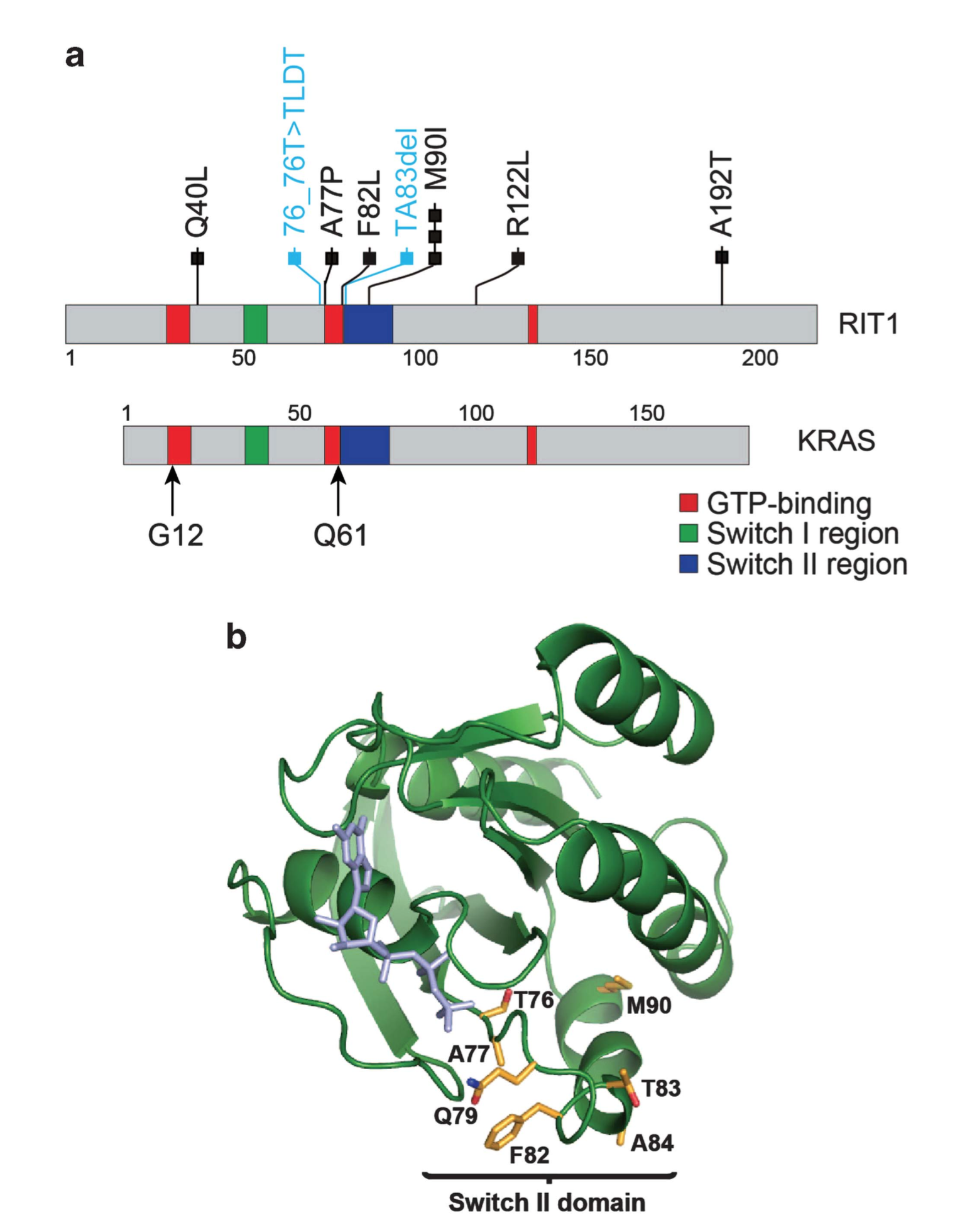 Oncogenic RIT1 mutations in lung adenocarcinoma.