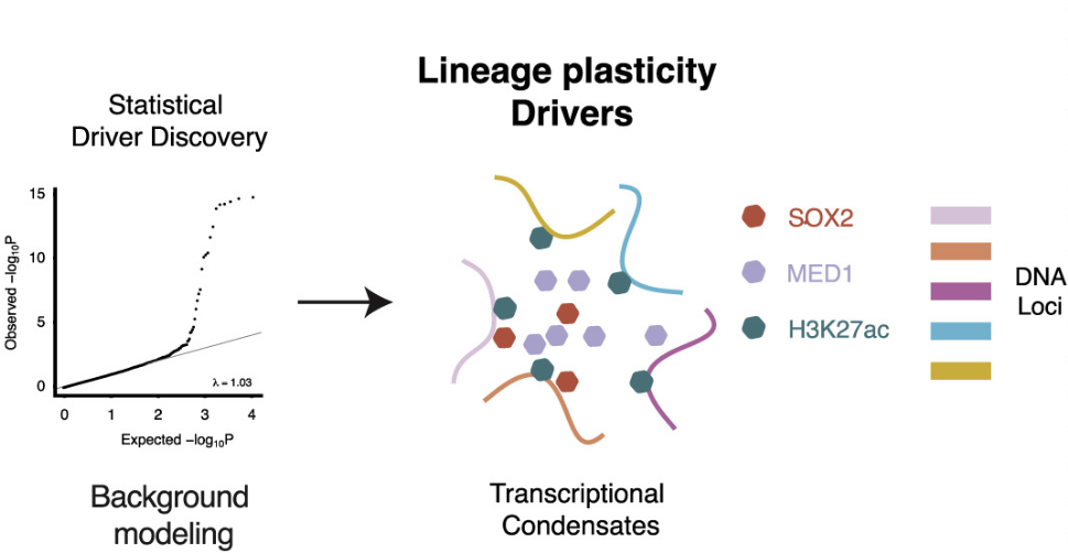 Impact of Lineage Plasticity to and from a Neuroendocrine Phenotype on Progression and Response in Prostate and Lung Cancers