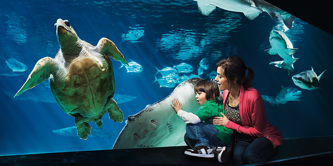 NEW YORK AQUARIUM&lt;strong&gt;BRAND POSITIONING, BRAND ADVERTISING, EVENT PROMOTION, IN-PARK SIGNAGE&lt;/strong&gt;&lt;a href="/ny-aquarium"&gt;More&lt;/a&gt;