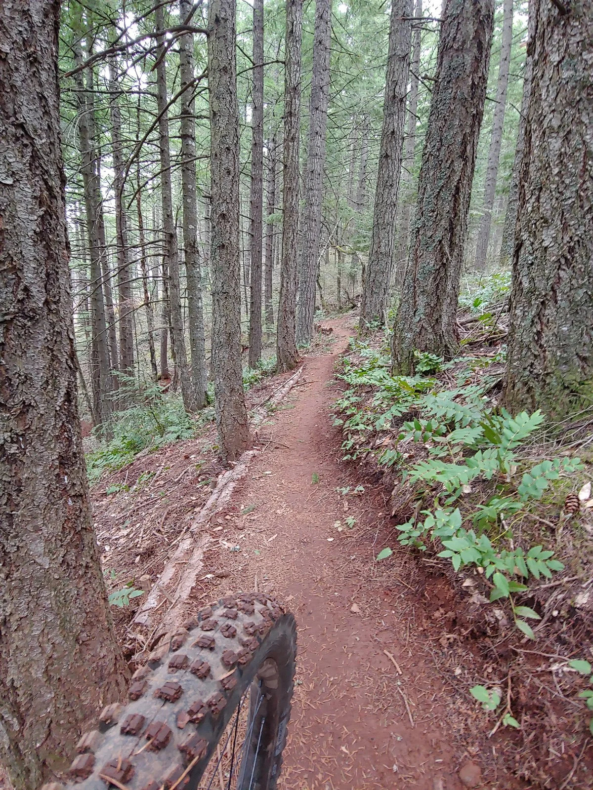 Post Canyon new climb trail.jpg