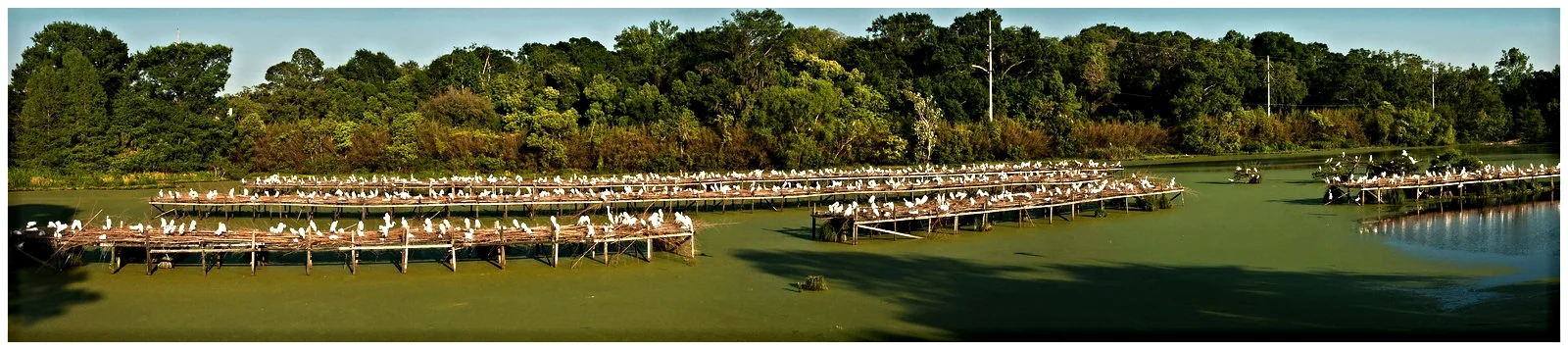The arrival of the egrets at Bird City
